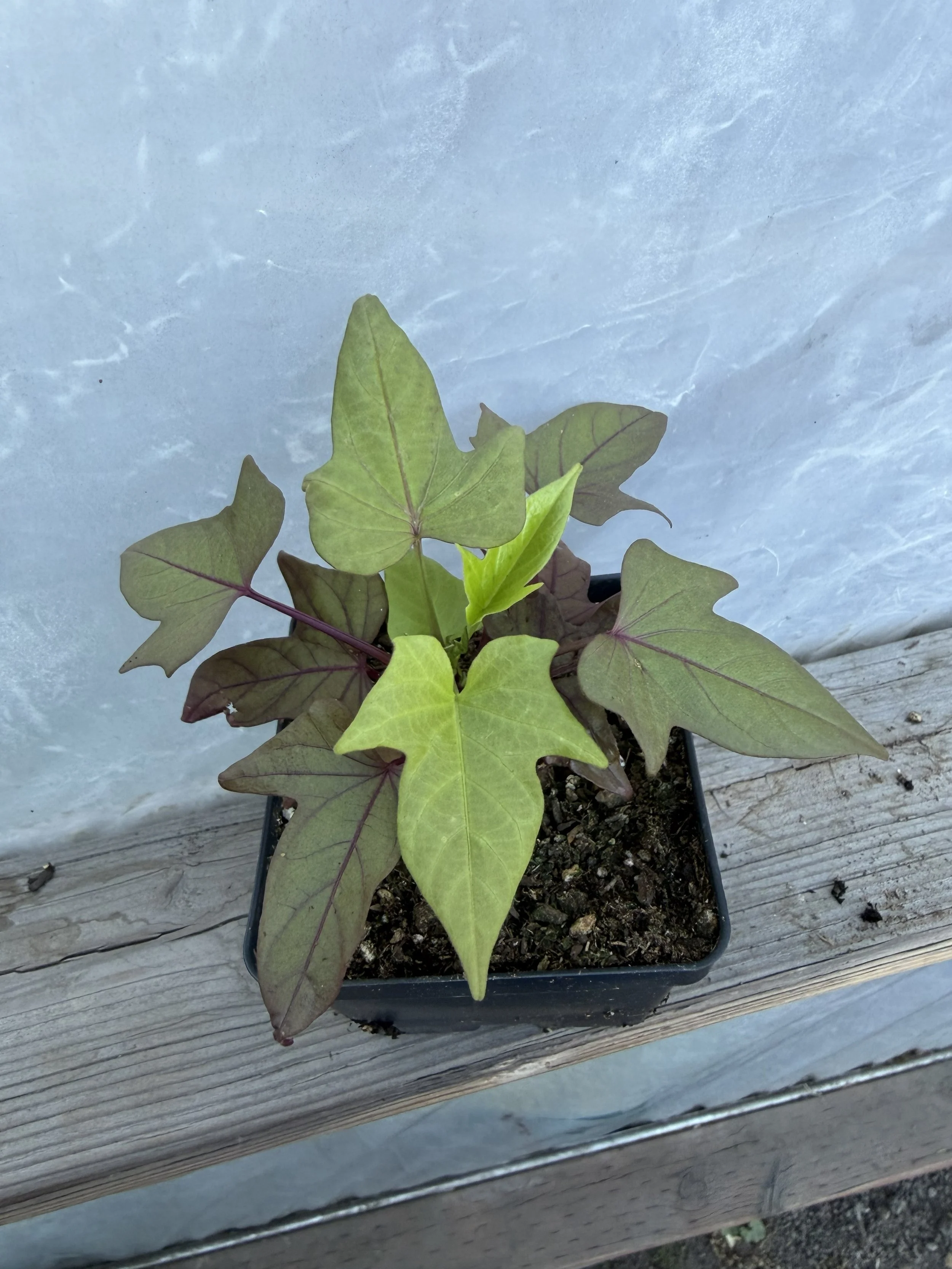 Cluster of green heart-shaped leaves with visible veins.