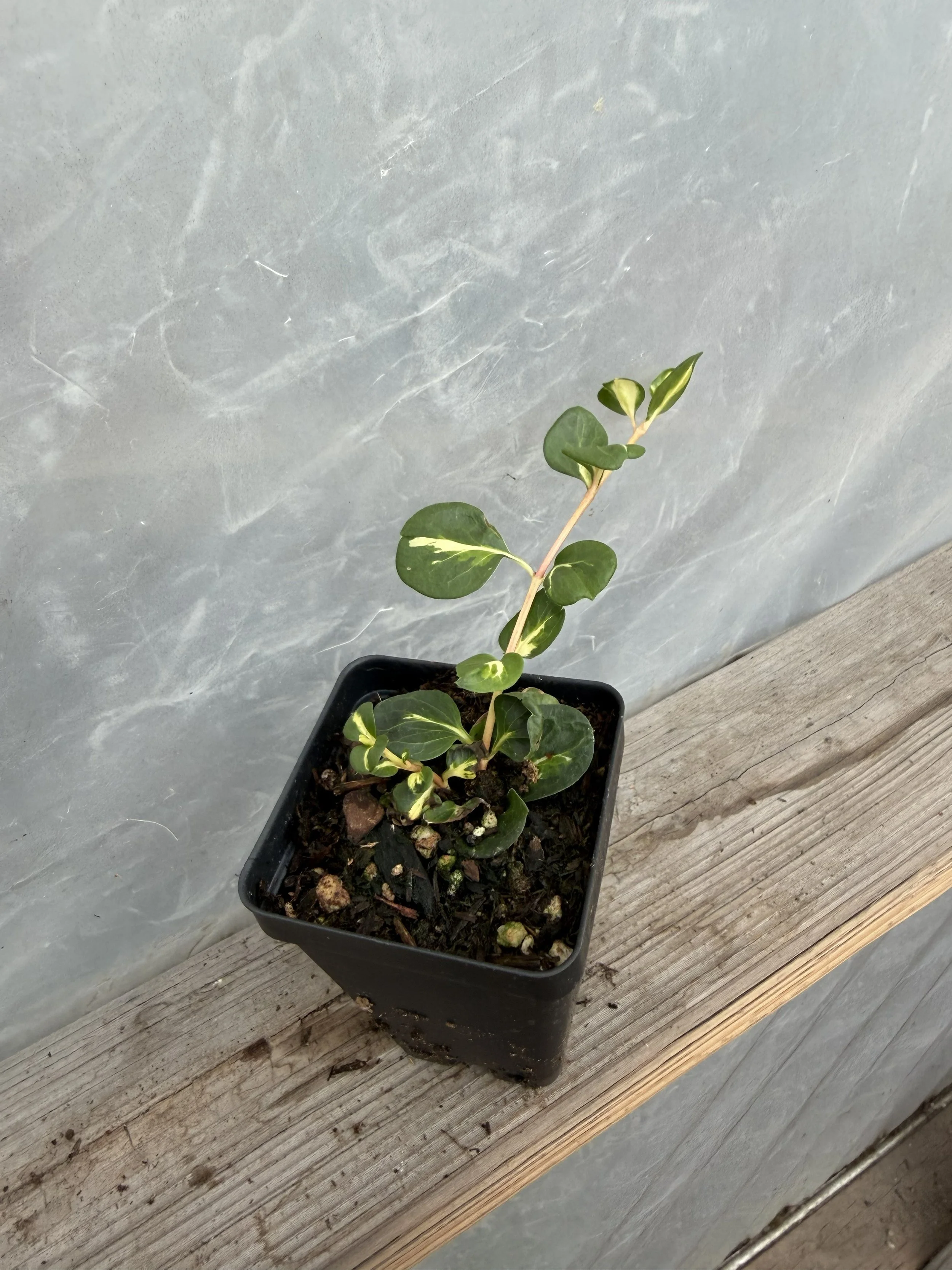 Variegated pothos plant with green and cream leaves in a hanging basket