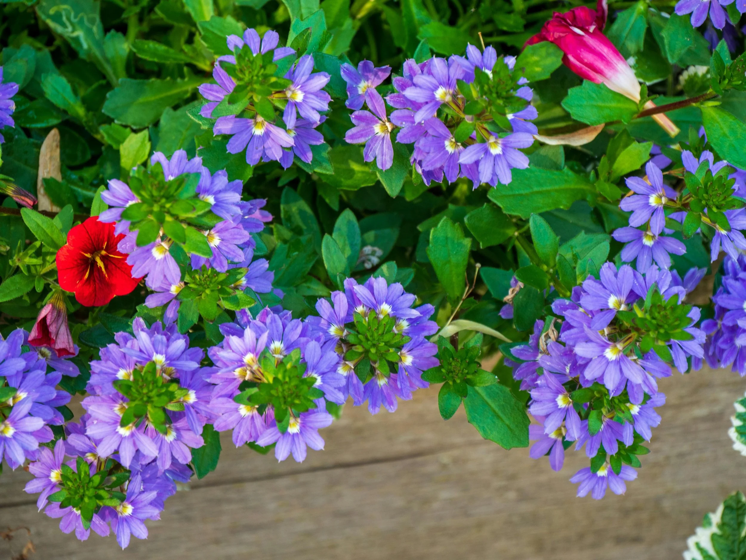 Close-up of purple scaevola flowers with green leaves