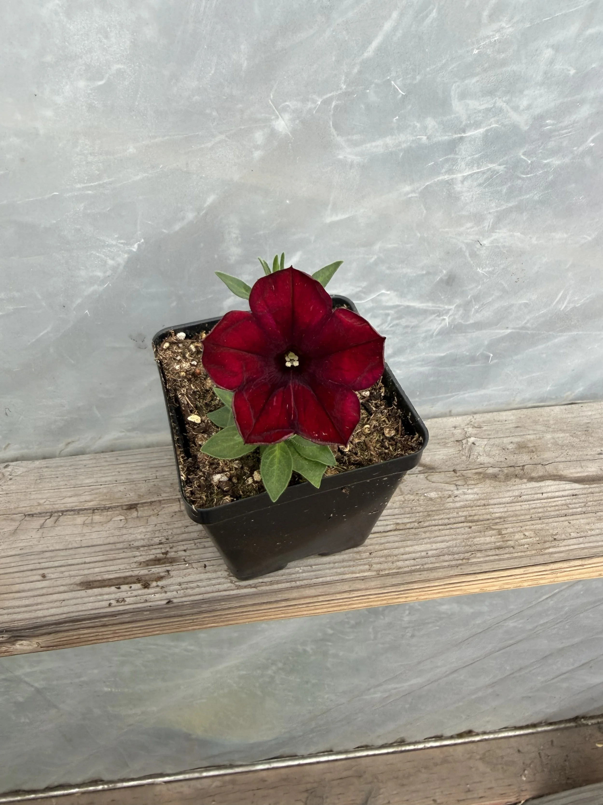 Close-up of a vibrant red petunia flower with green leaves.