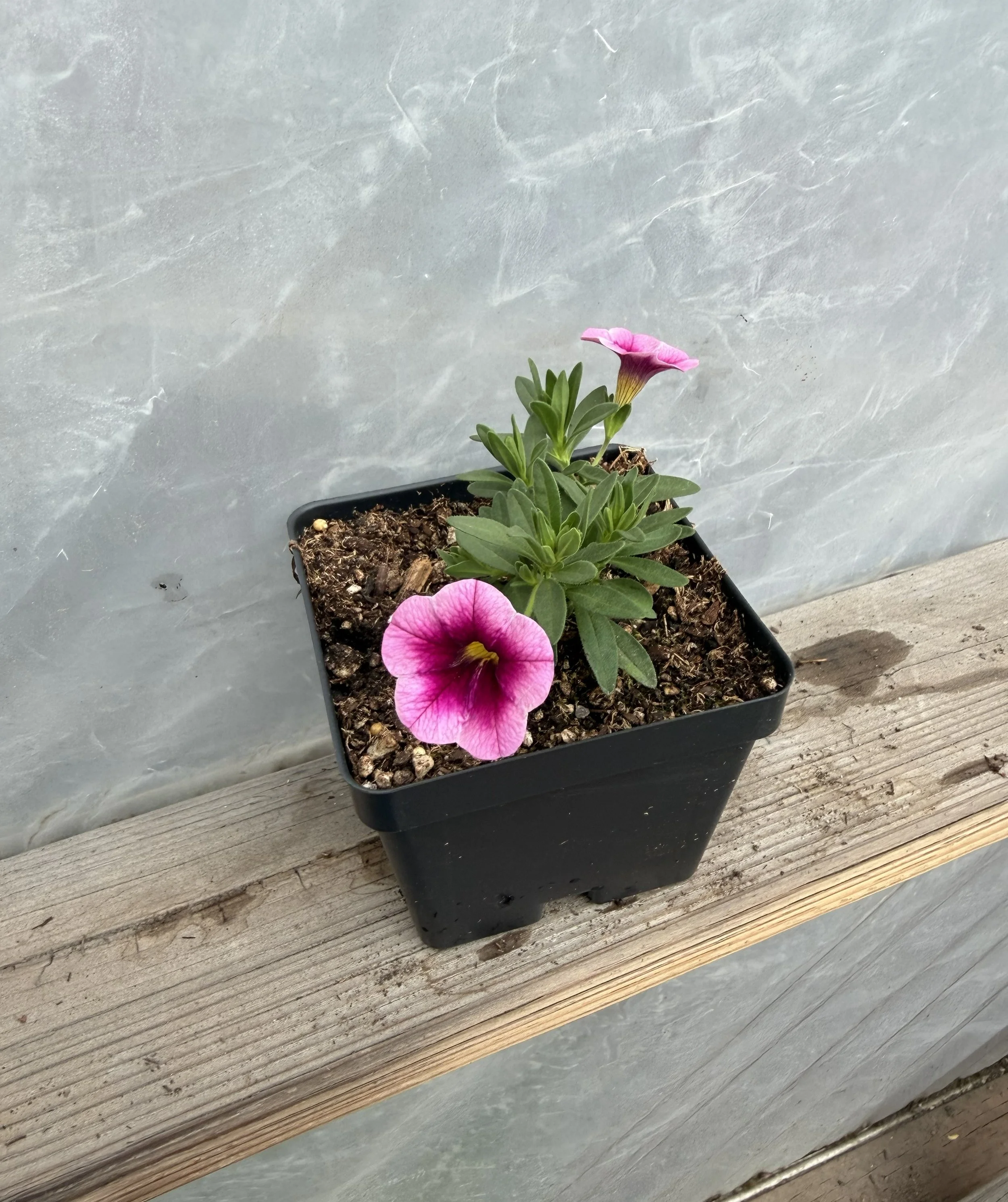 Close-up of pink petunia flowers with green foliage.