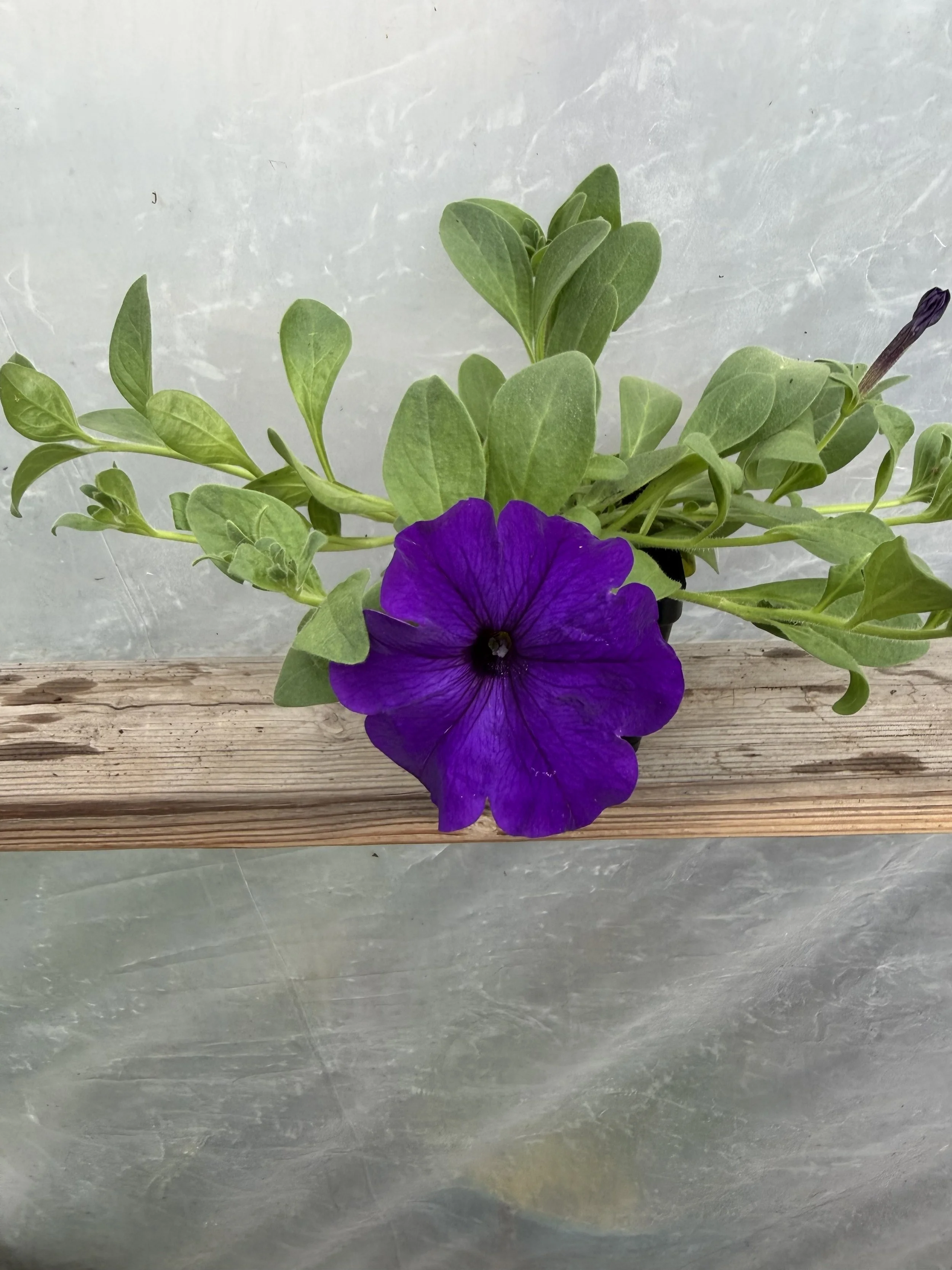 Close-up of a purple petunia flower with blurred background of more flowers.