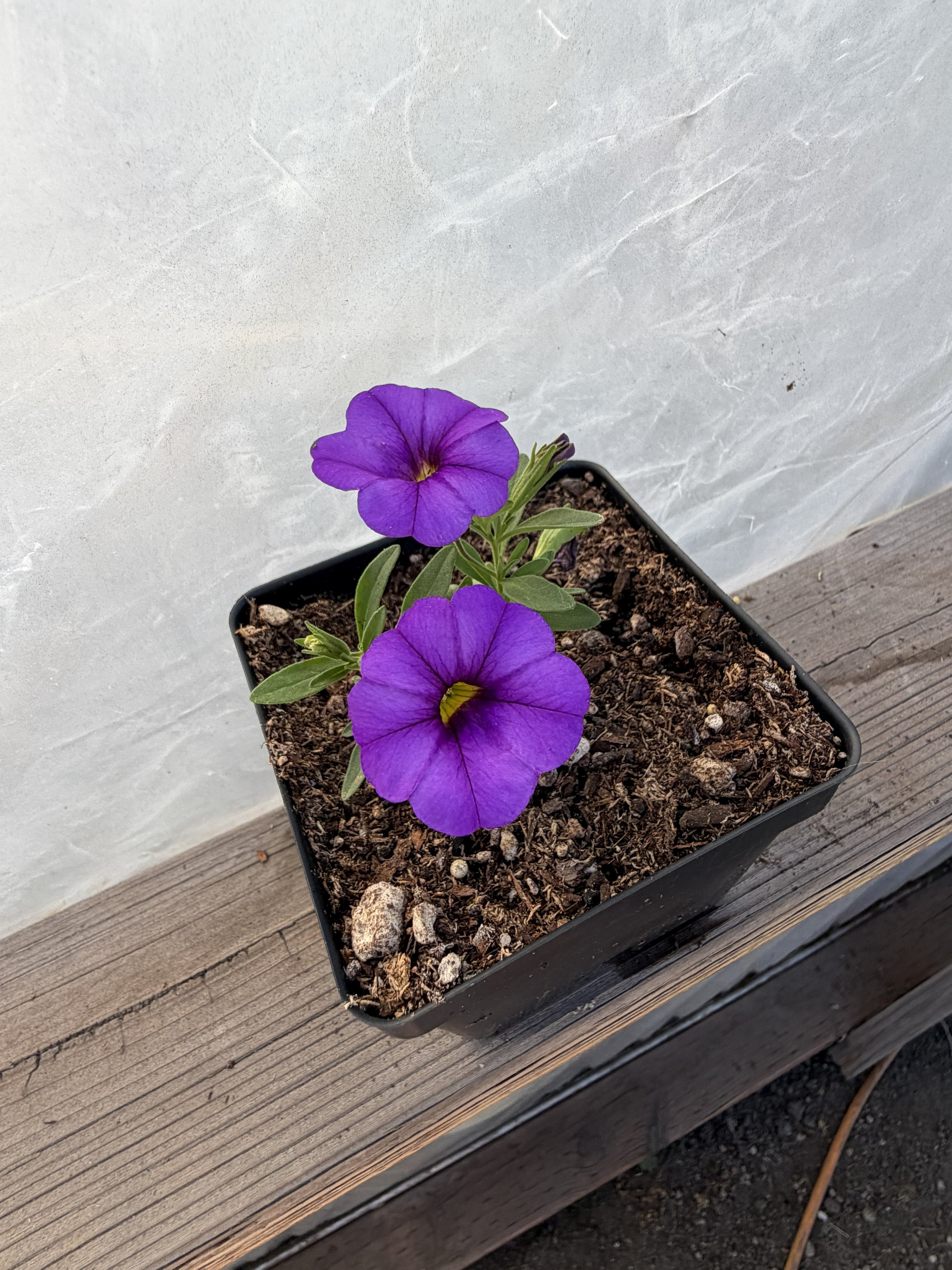 Purple petunia flowers with green leaves.