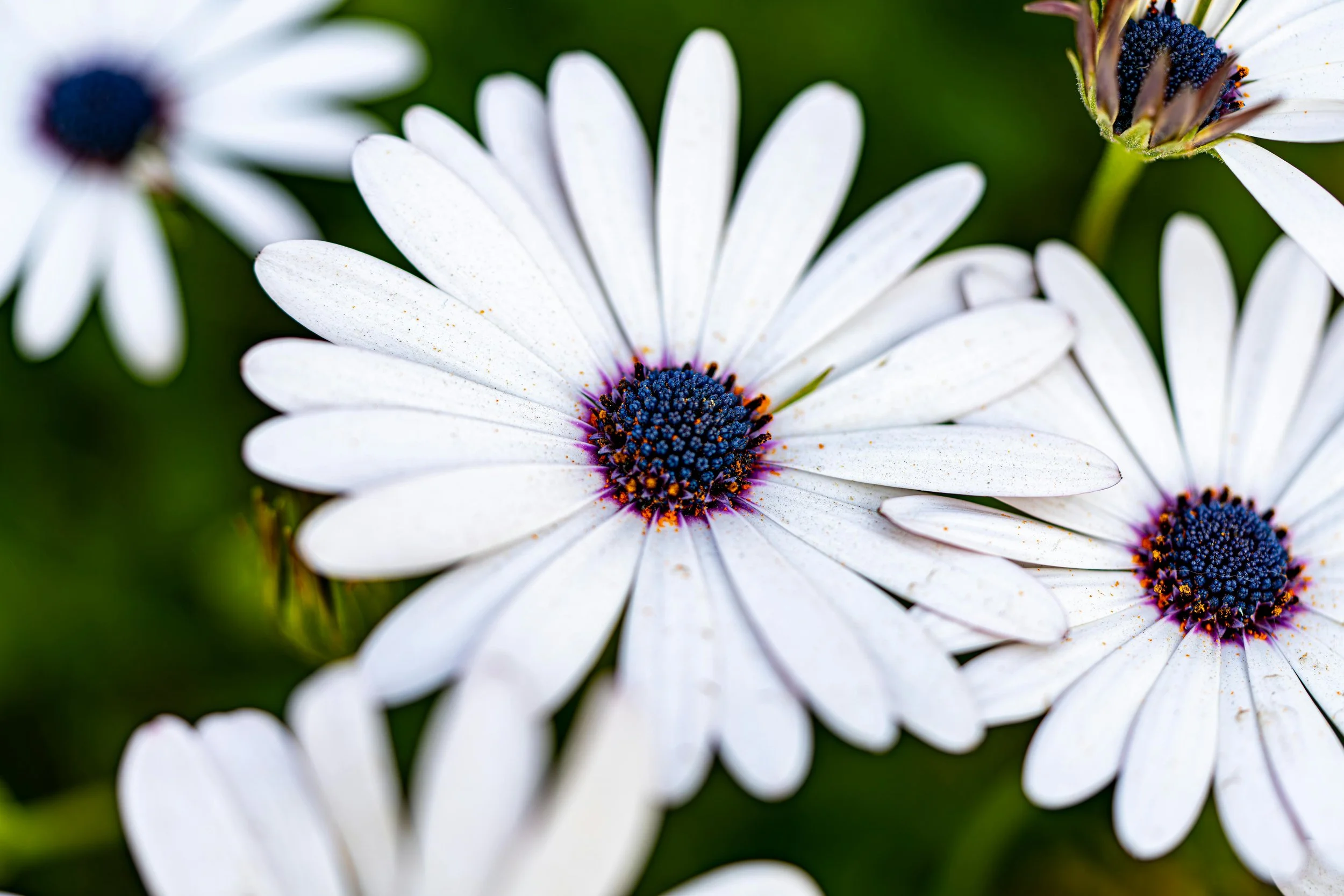 Cluster of light purple daisy-like flowers with dark centers, surrounded by green leaves.