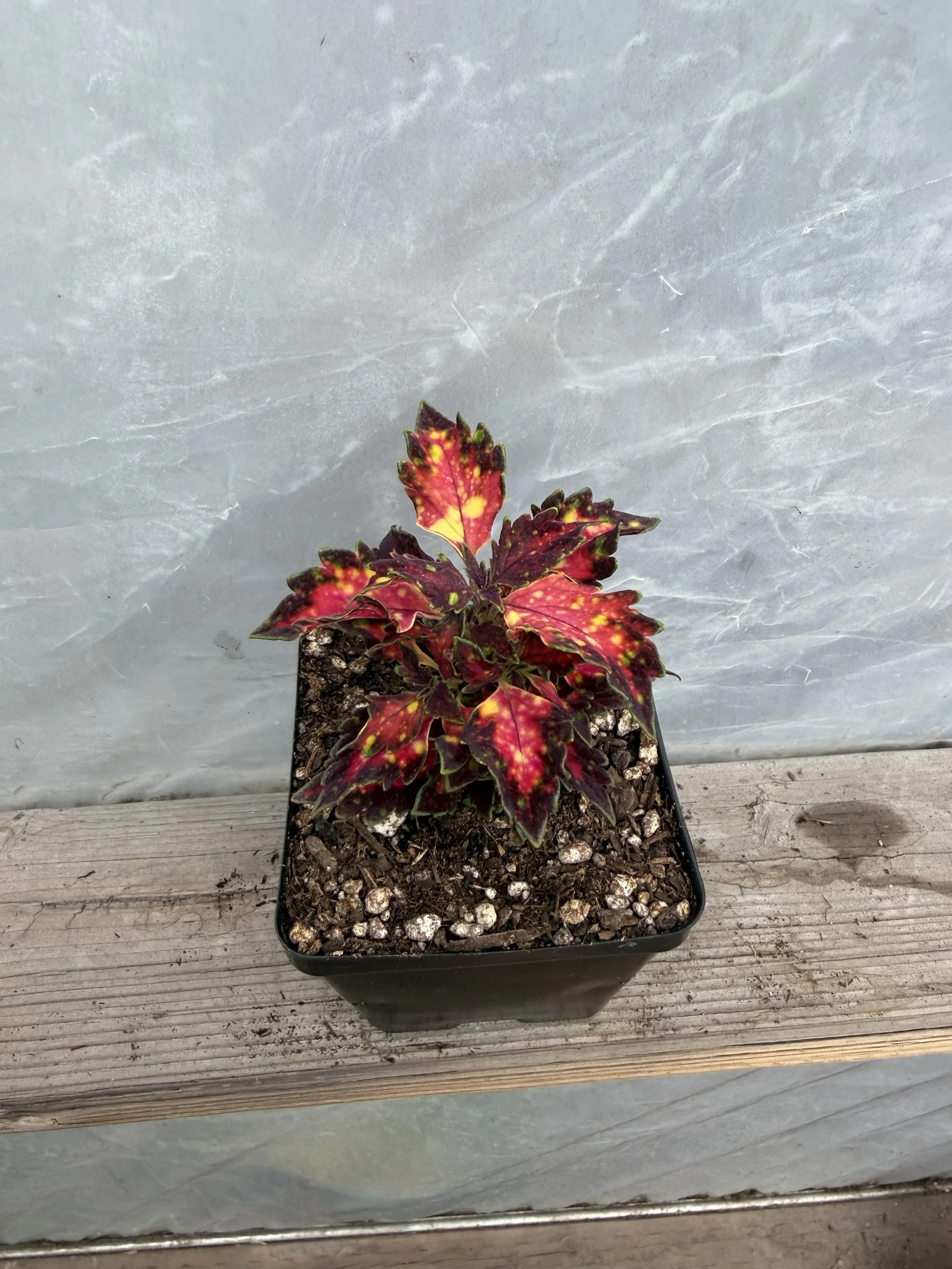 Colorful coleus plant leaves with vibrant green, purple, and pink hues.