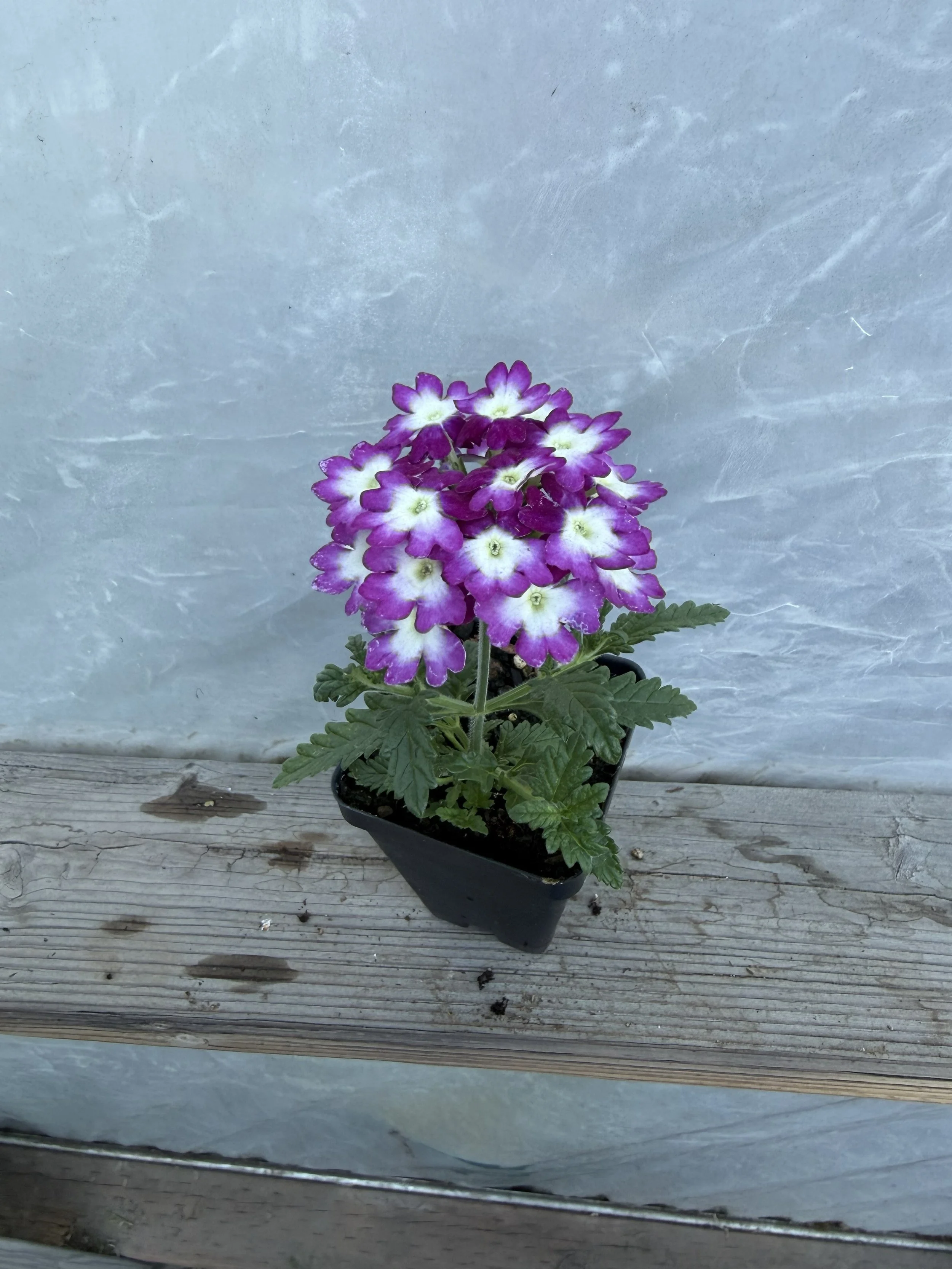 Close-up of vibrant purple and white verbena flowers with dark green leaves in a garden setting.