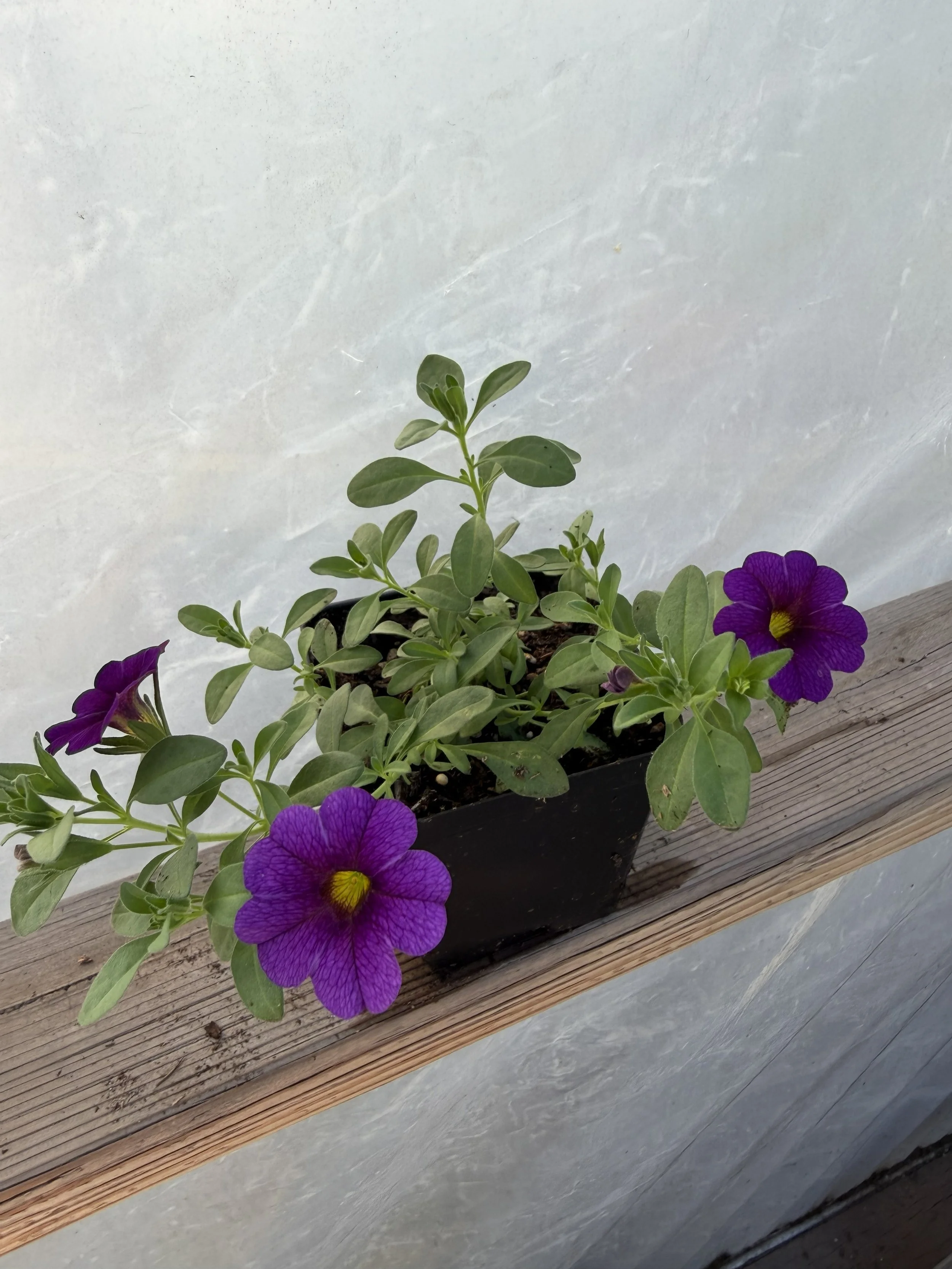 Purple Calibrachoa flowers labeled 'MiniFamous Neo Dark Blue' in a garden setting with green leaves and soil.