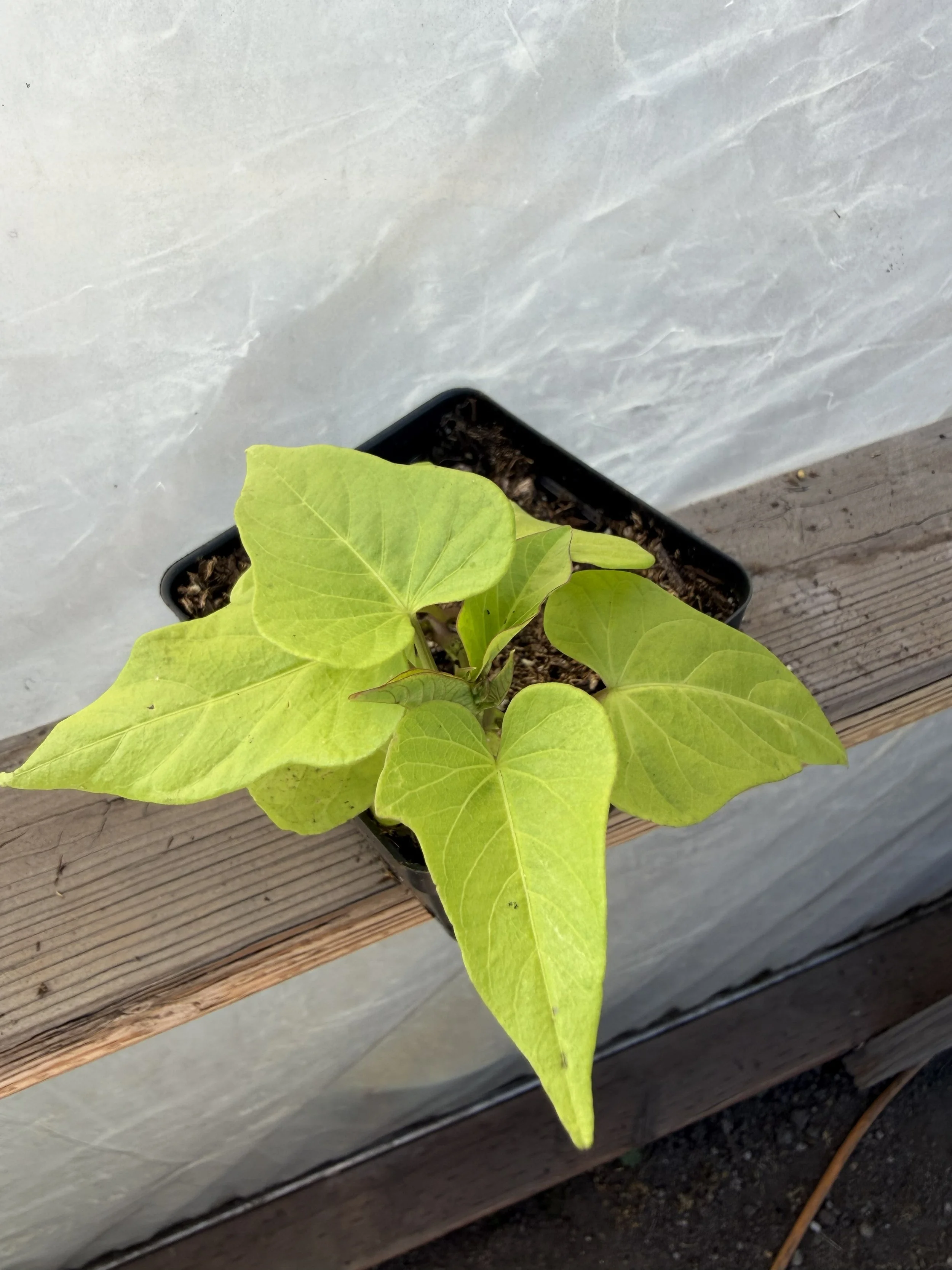 Bright green leafy plant in a garden setting.