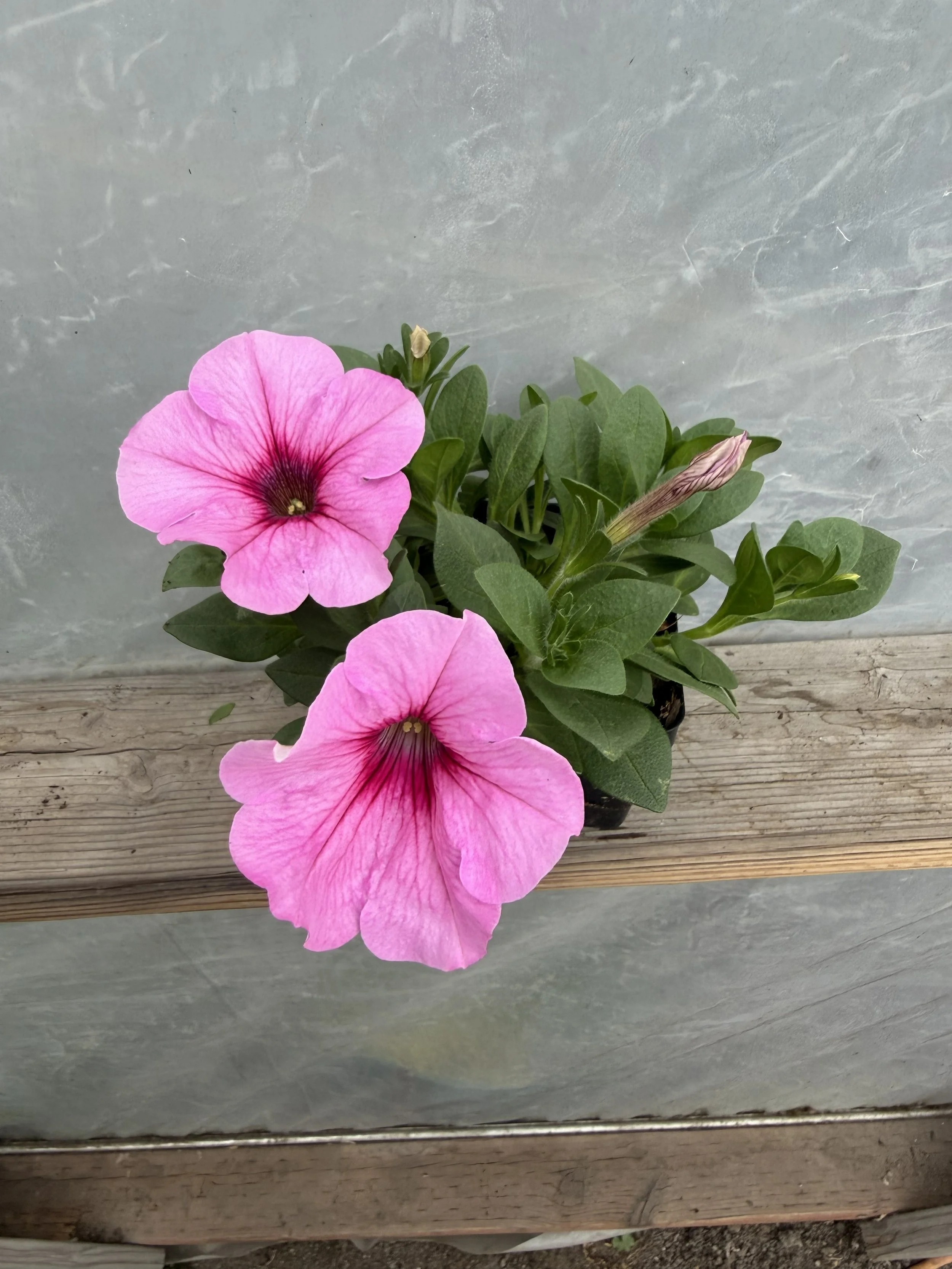 Purple petunia flower in a green pot