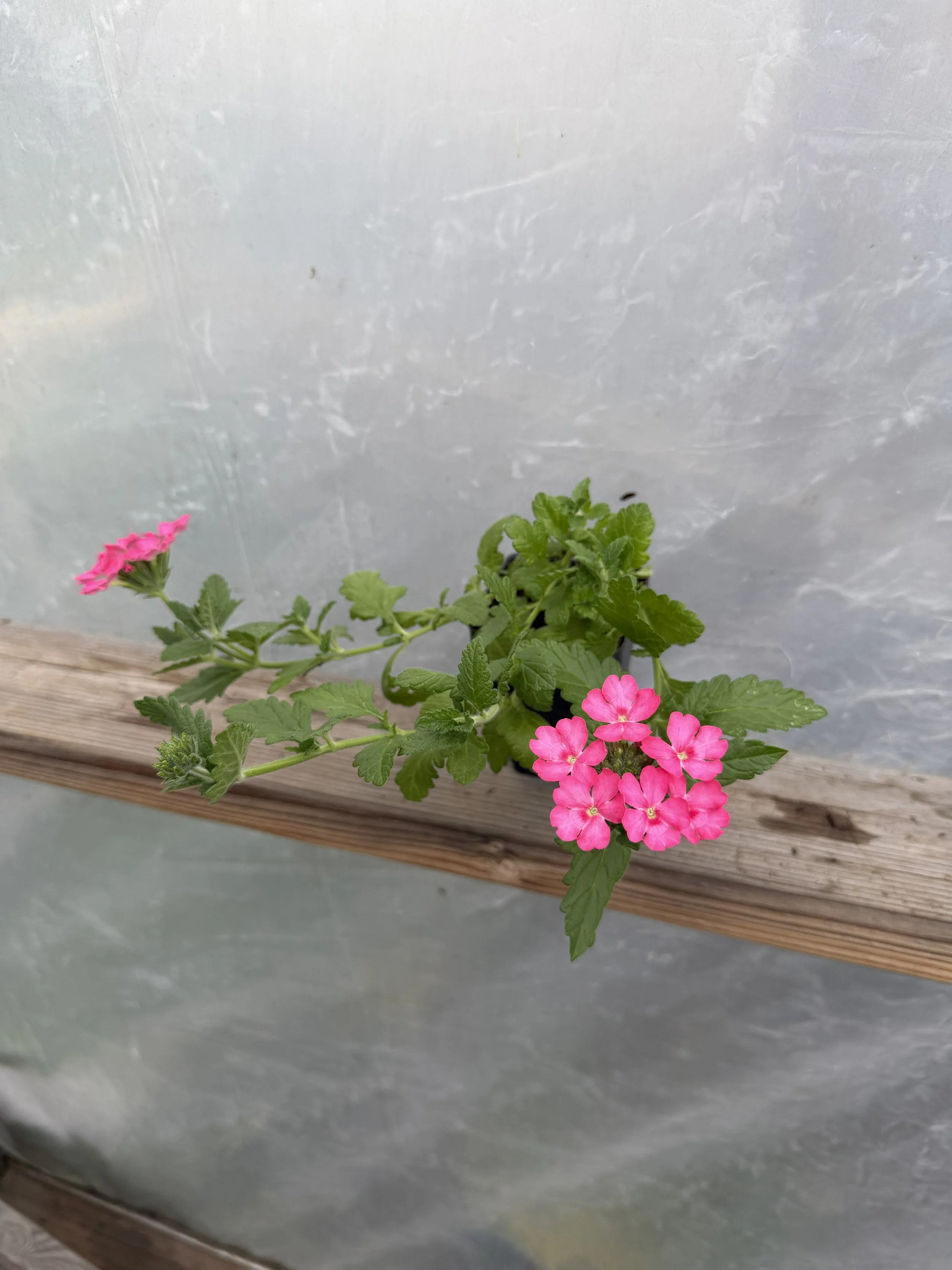 Pink verbena flowers with green leaves
