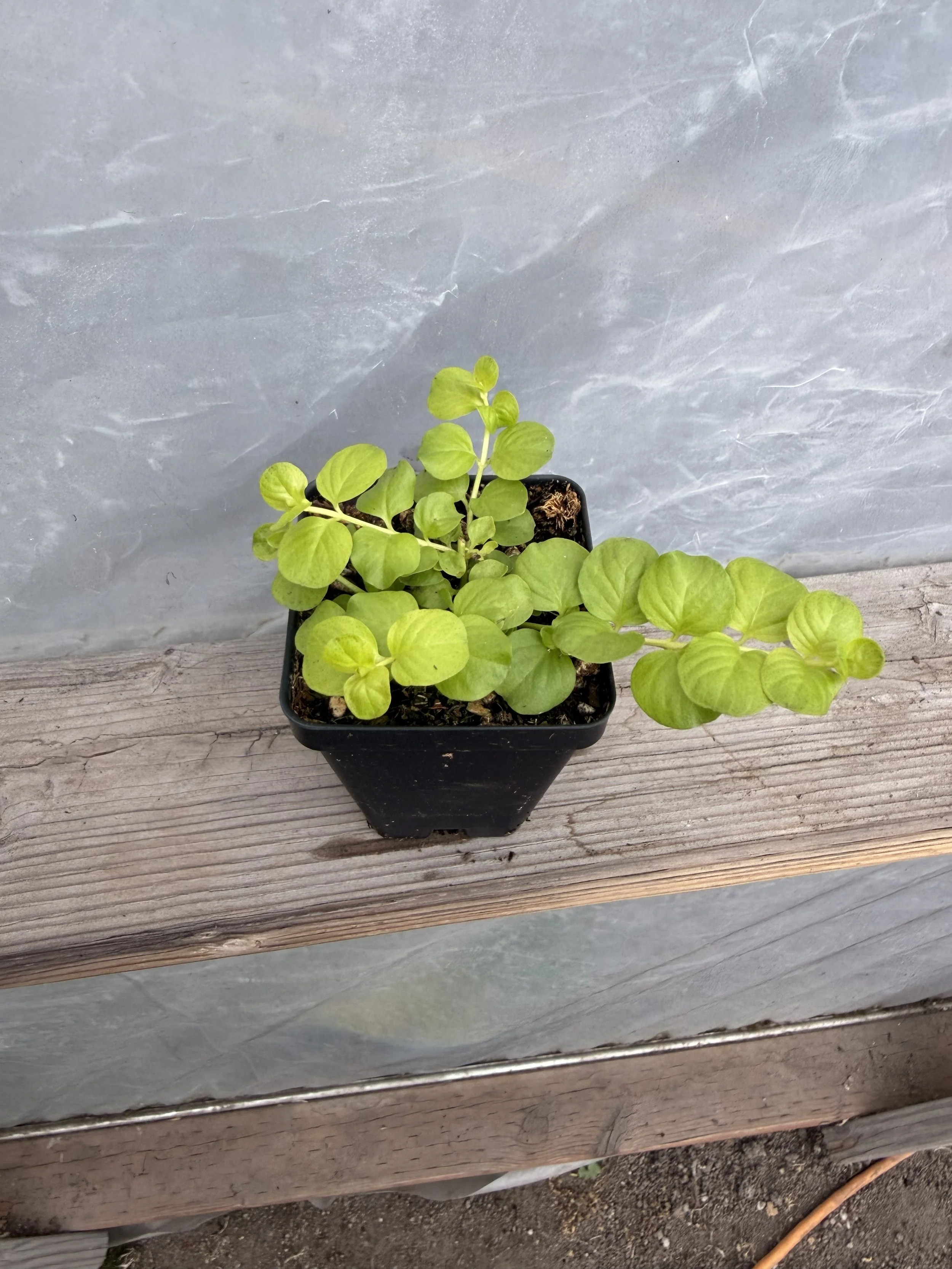 Creeping Jenny plant with vibrant green trailing foliage in a garden setting.