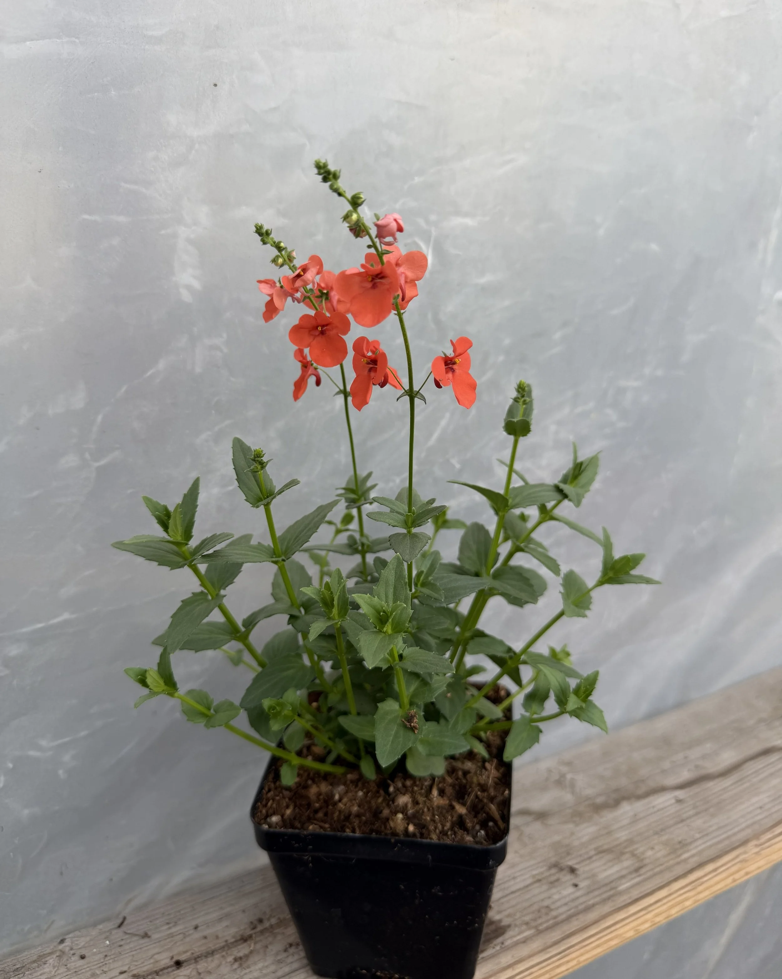 Close-up of two red flowers with yellow centers surrounded by green leaves.