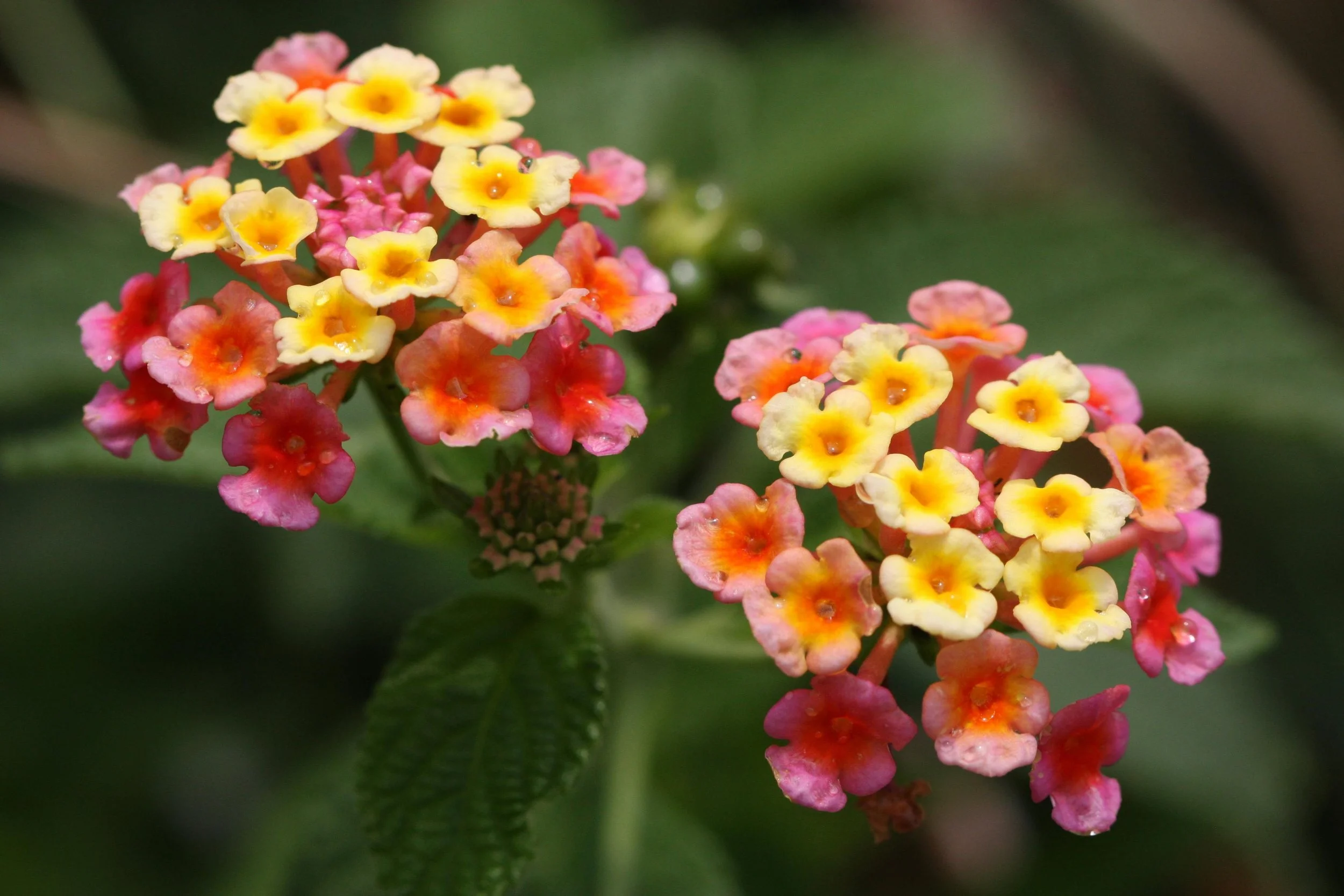 Colorful lantana flowers in full bloom