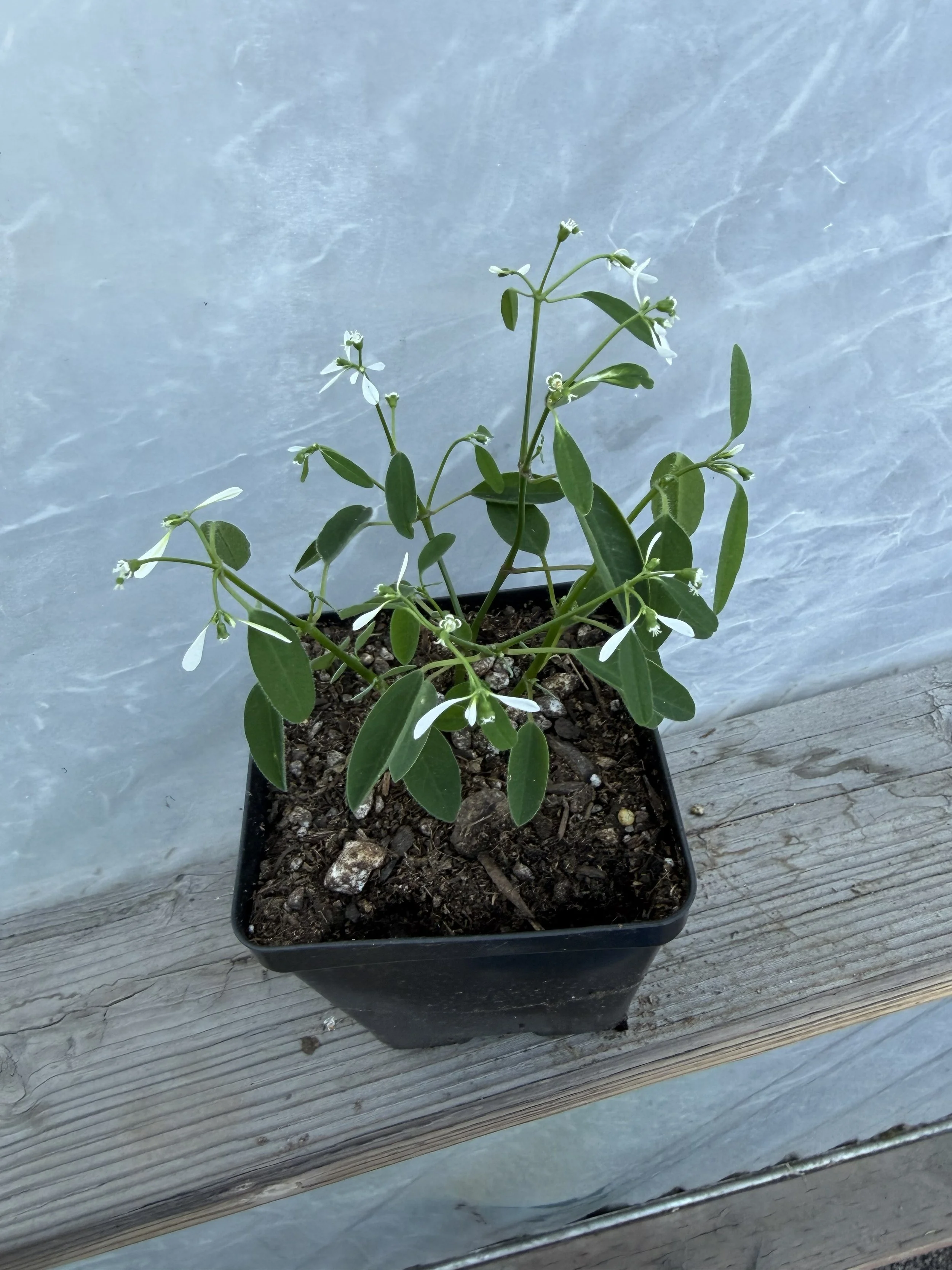 Close-up of small white flowers with slender green stems and leaves.