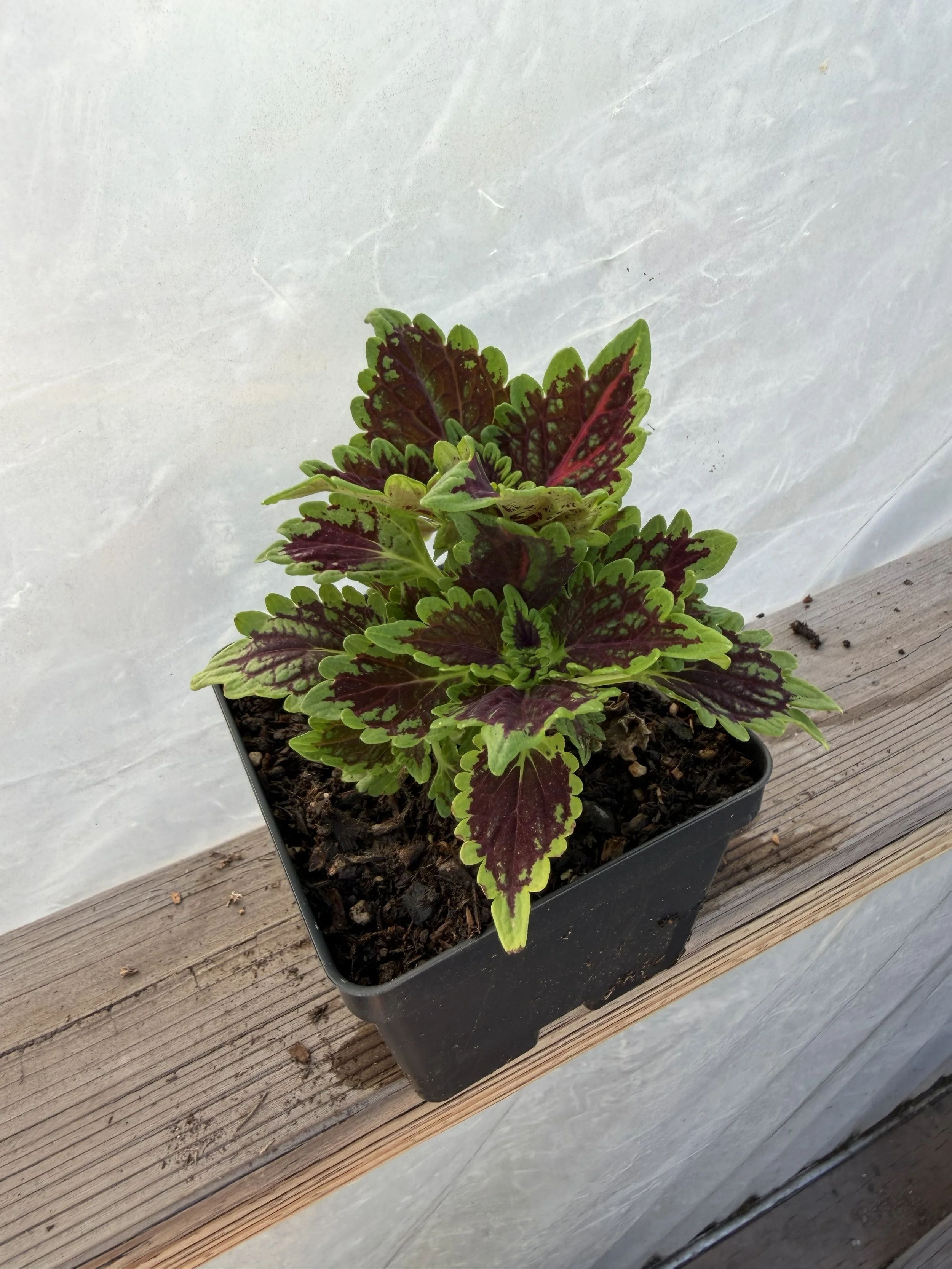 Colorful coleus plant with red and green leaves