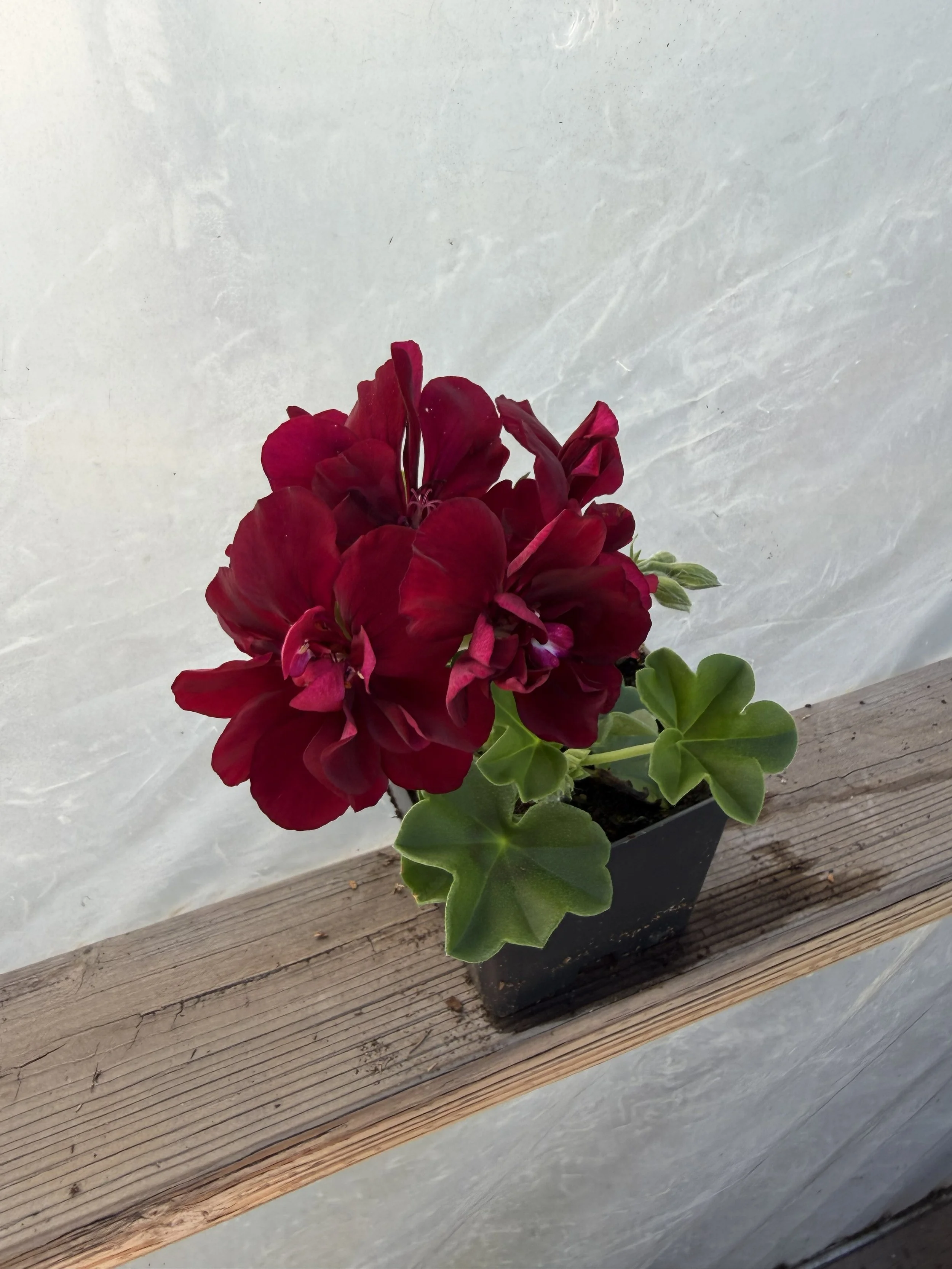 Dark red geranium flower with green leaves growing indoors near a metal pole.