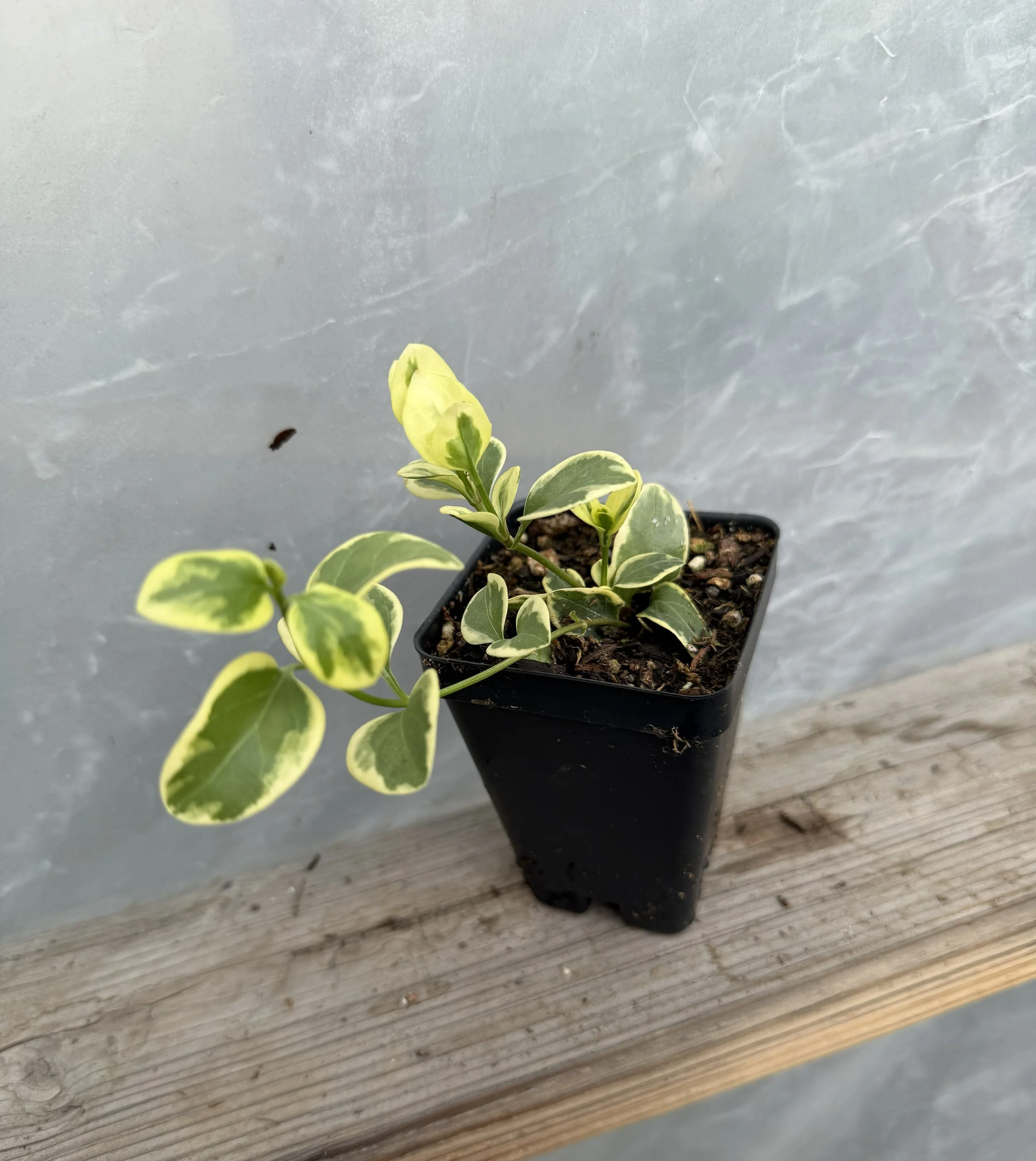 Variegated leaves of a plant growing in soil, featuring green and cream colors, near a corrugated metal surface.