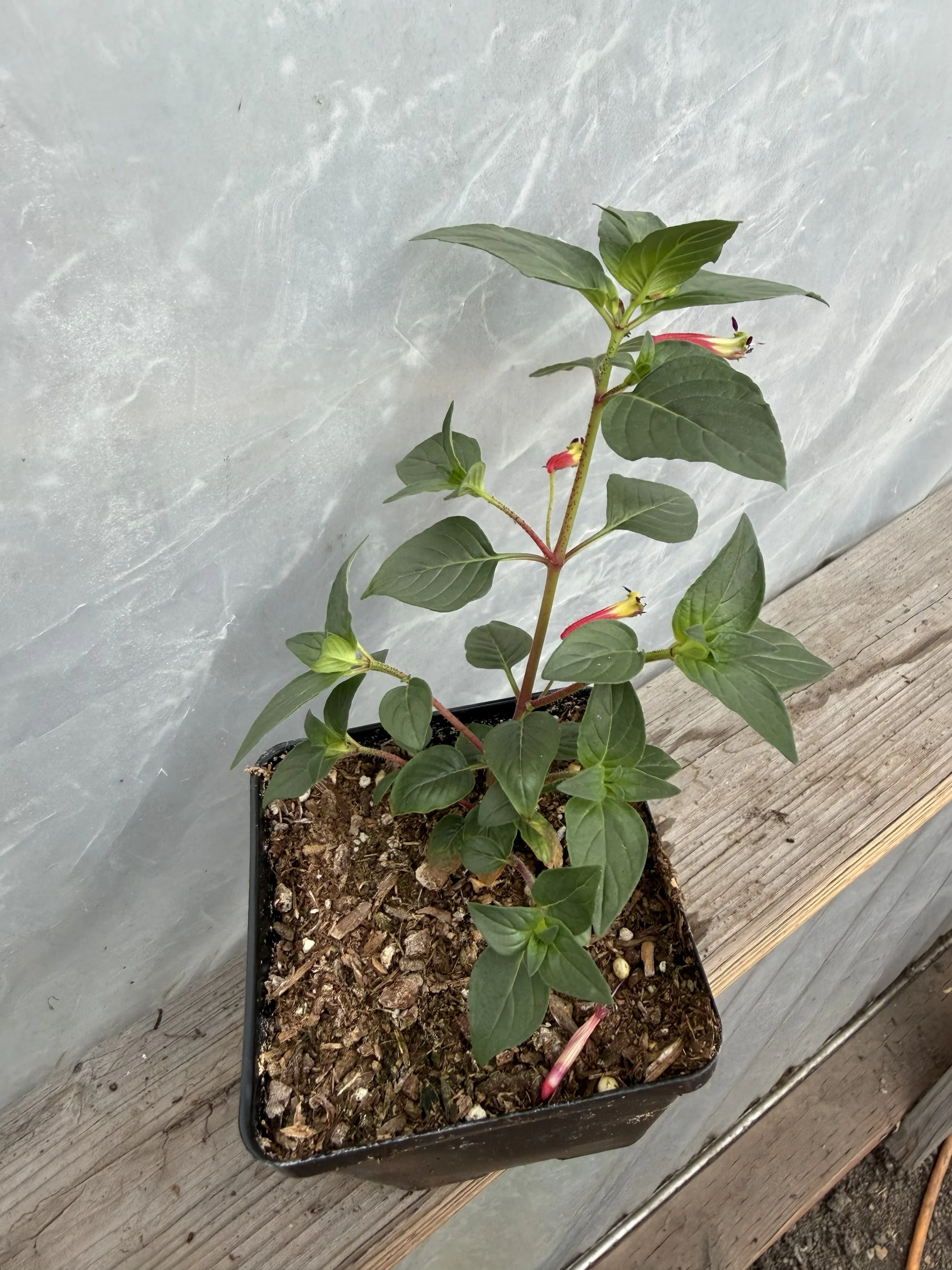 Close-up of orange cigar plant flowers with green leaves
