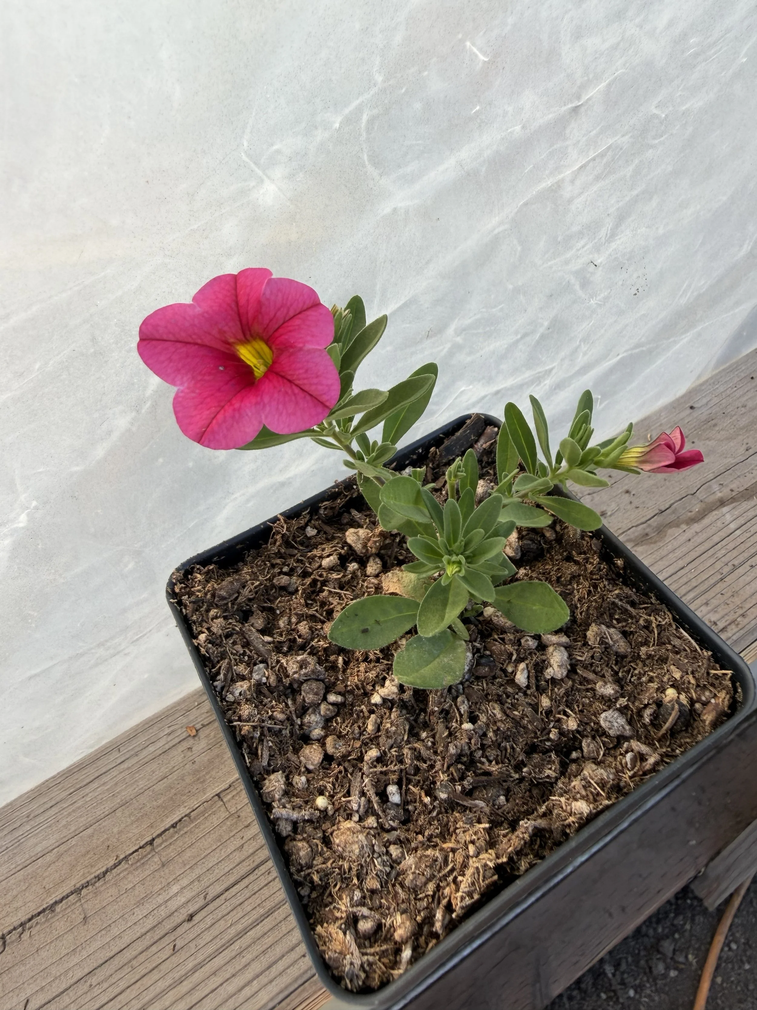 Pink petunia flowers with green leaves