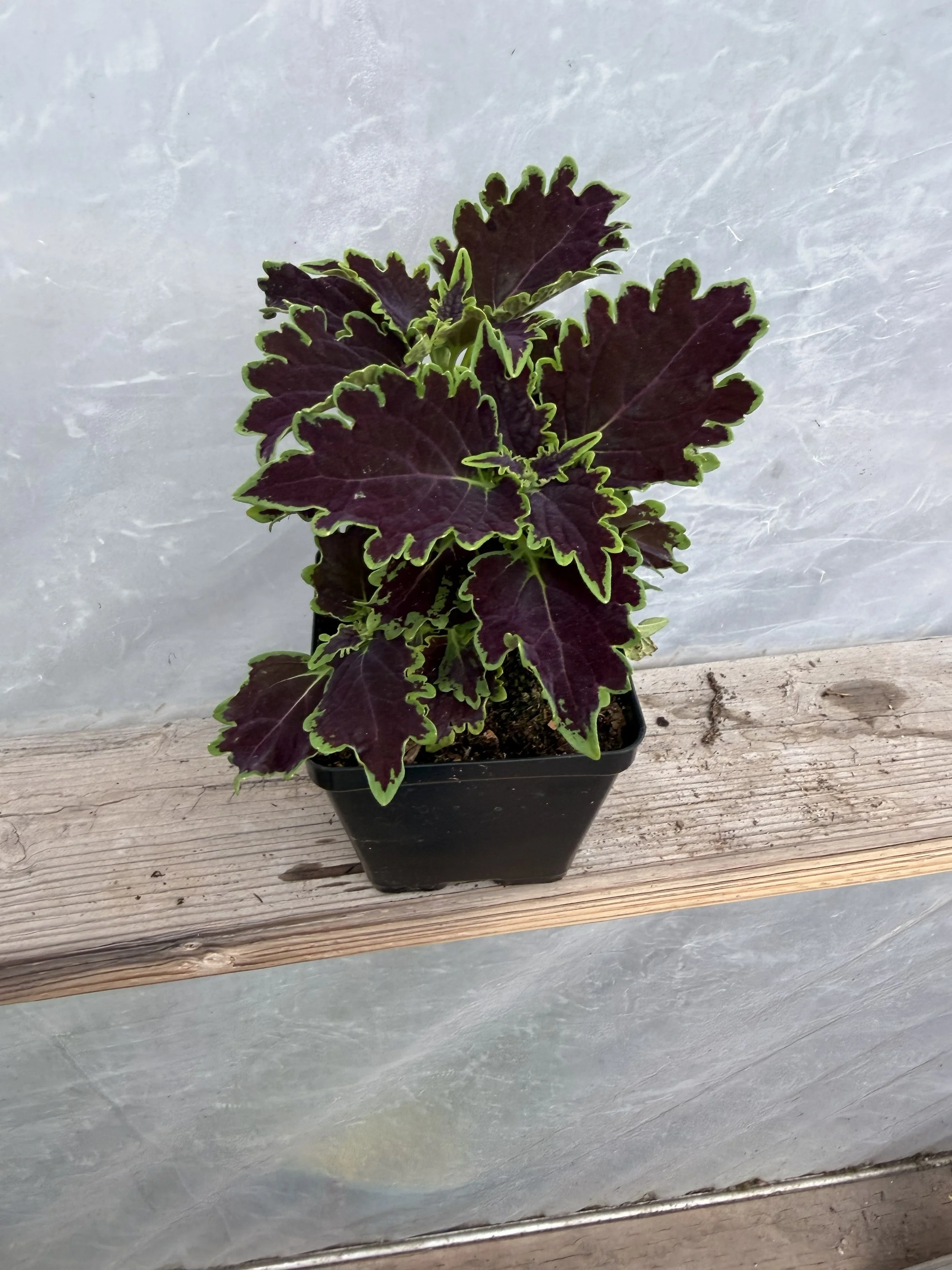 Purple and green Coleus plant leaves