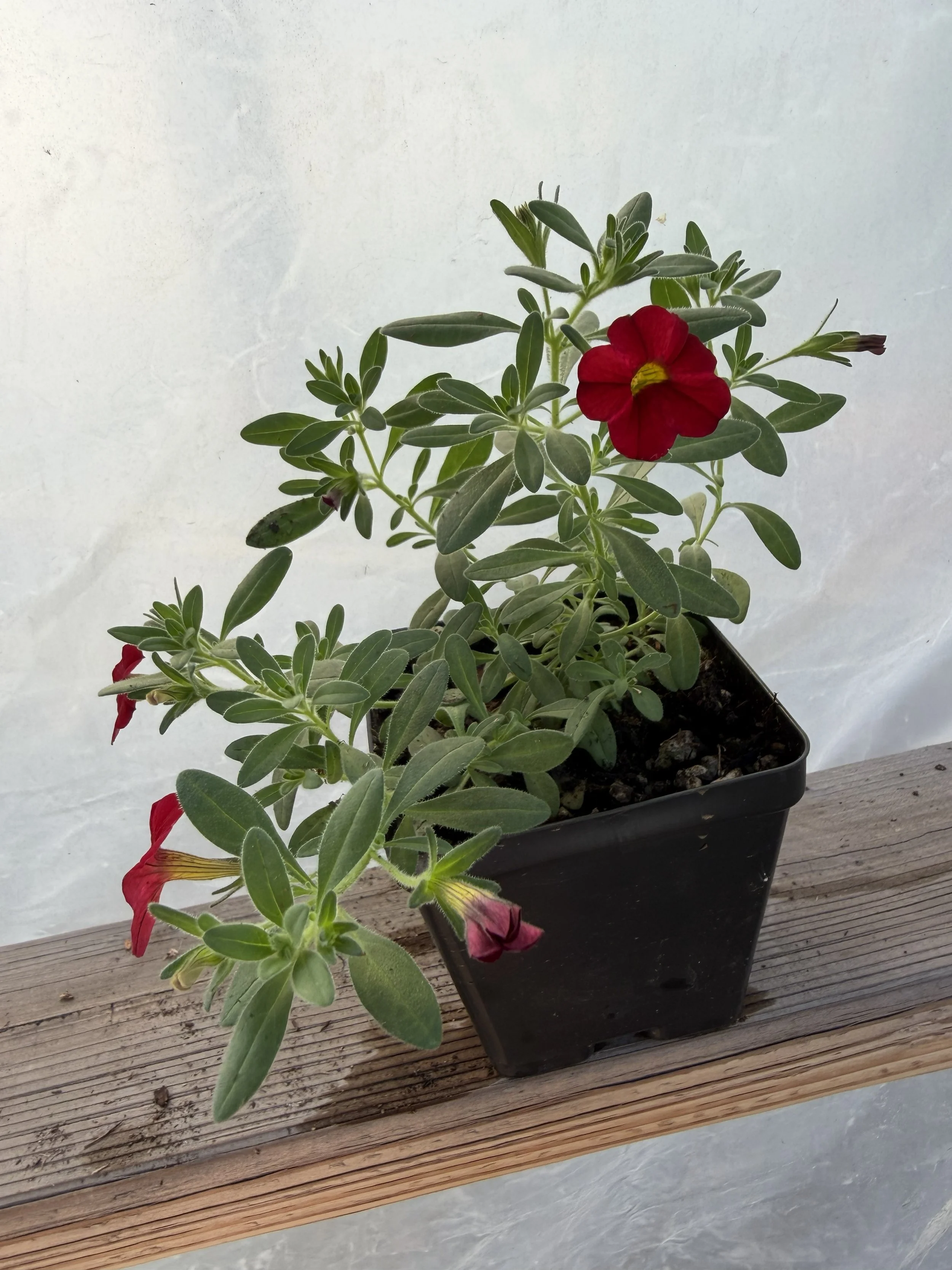 A cluster of vibrant red petunias with green leaves.