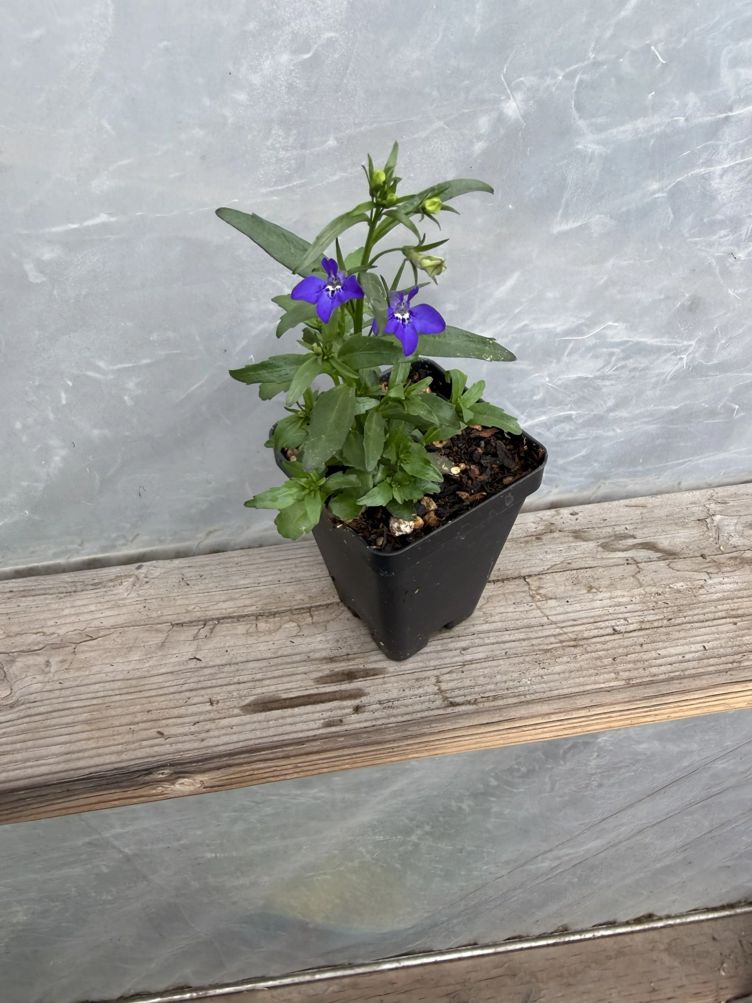 Close-up of vibrant blue lobelia flowers with blurred background.