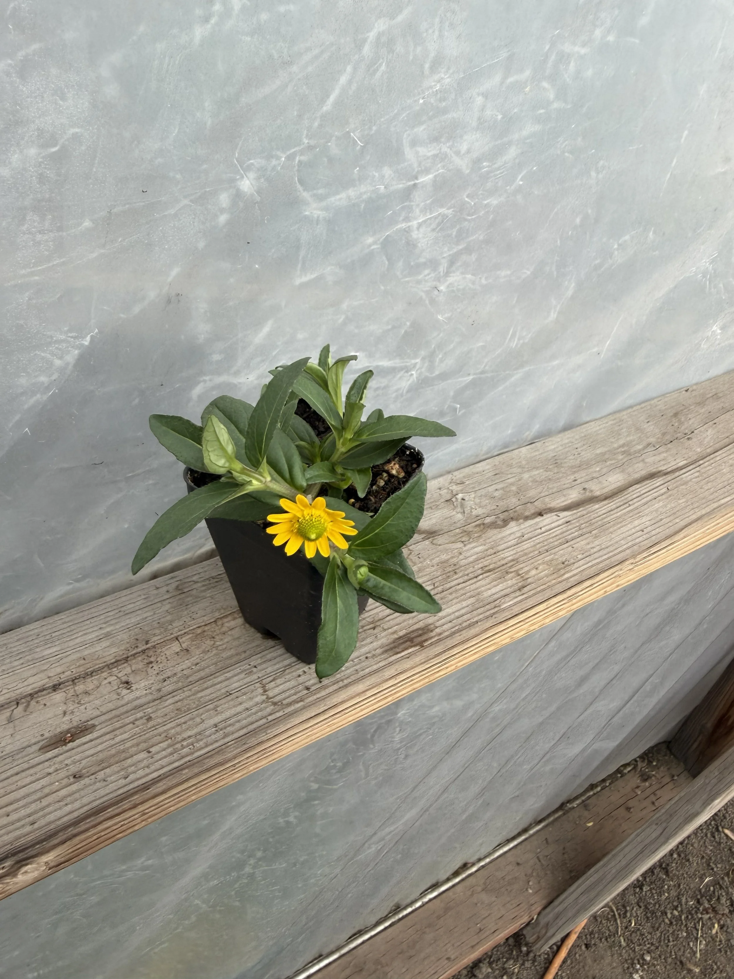Close-up of yellow daisy-like flowers with green leaves