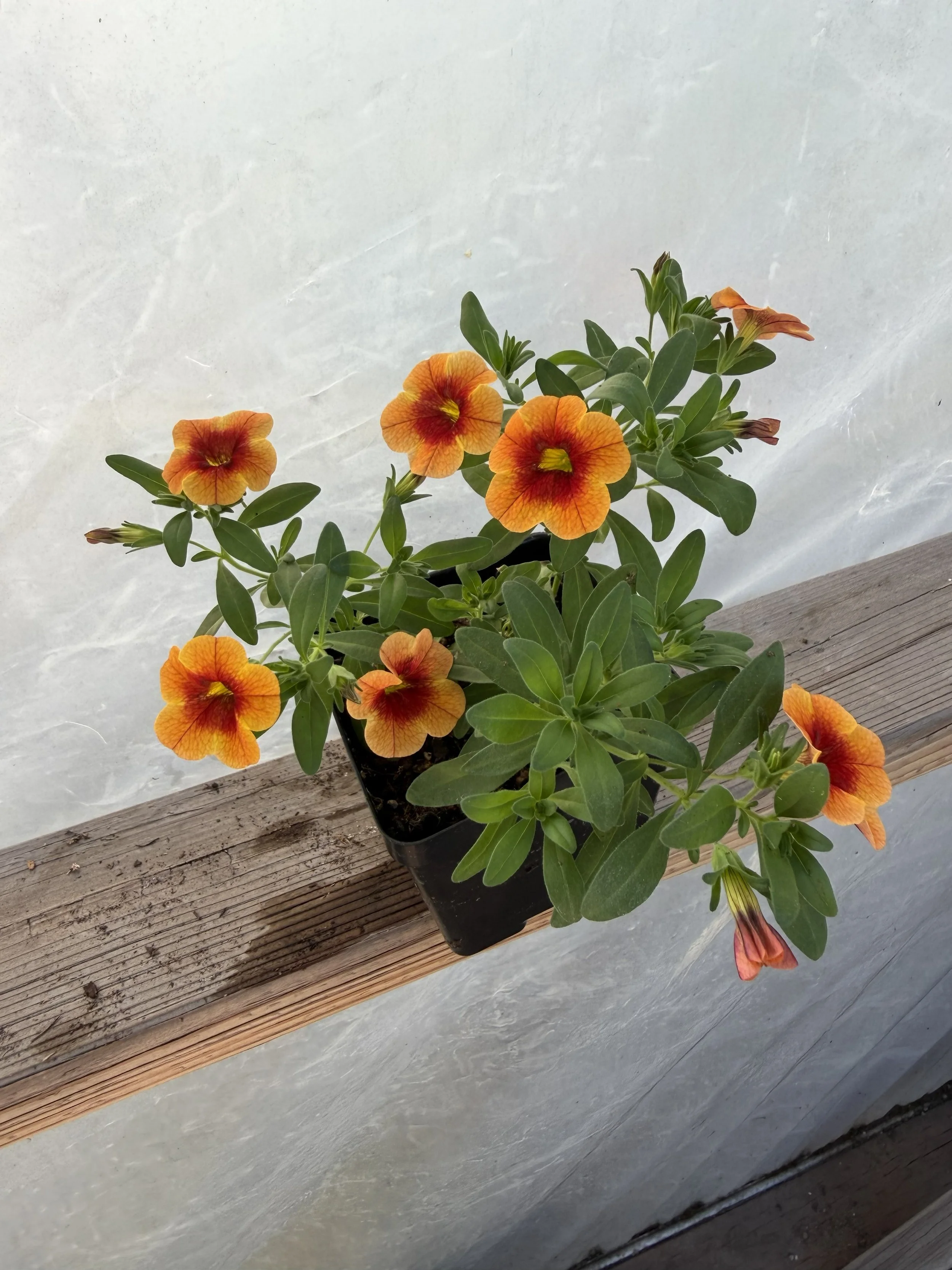 Bright orange and yellow calibrachoa flowers with green leaves