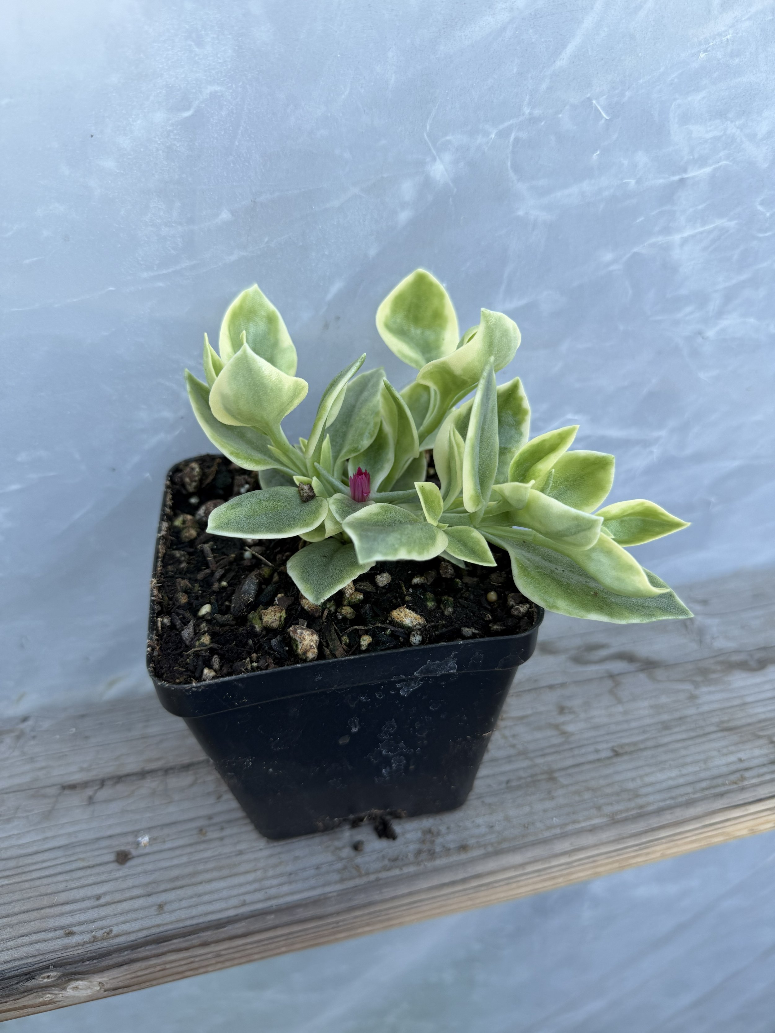 Mezoo Trailing Red plant with dark pink flowers and variegated green leaves, label visible, surrounded by daisies.