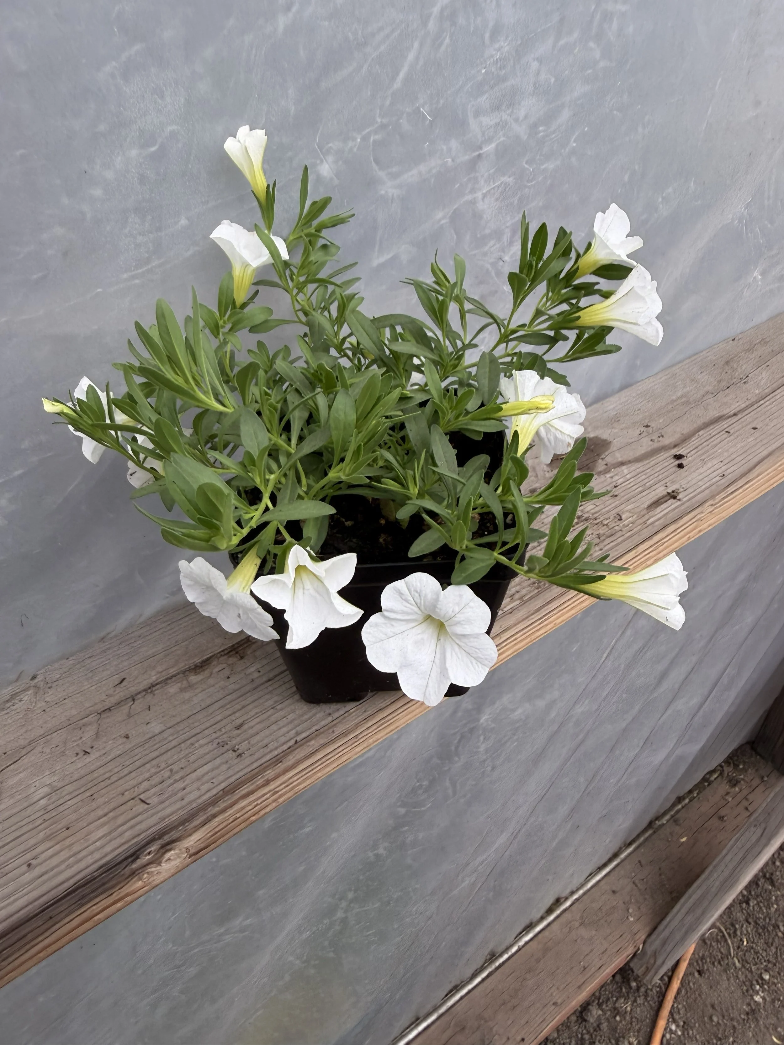 White petunia flowers with green leaves