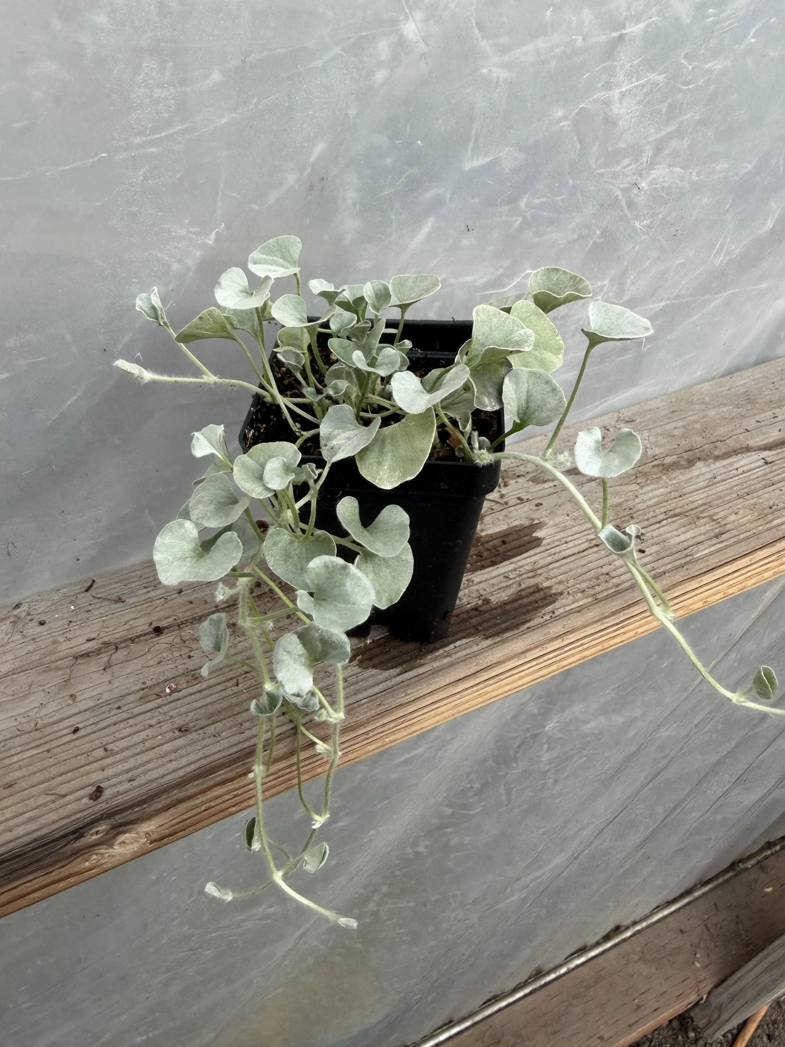 Close-up of a silver-gray foliage plant with rounded, velvety leaves.