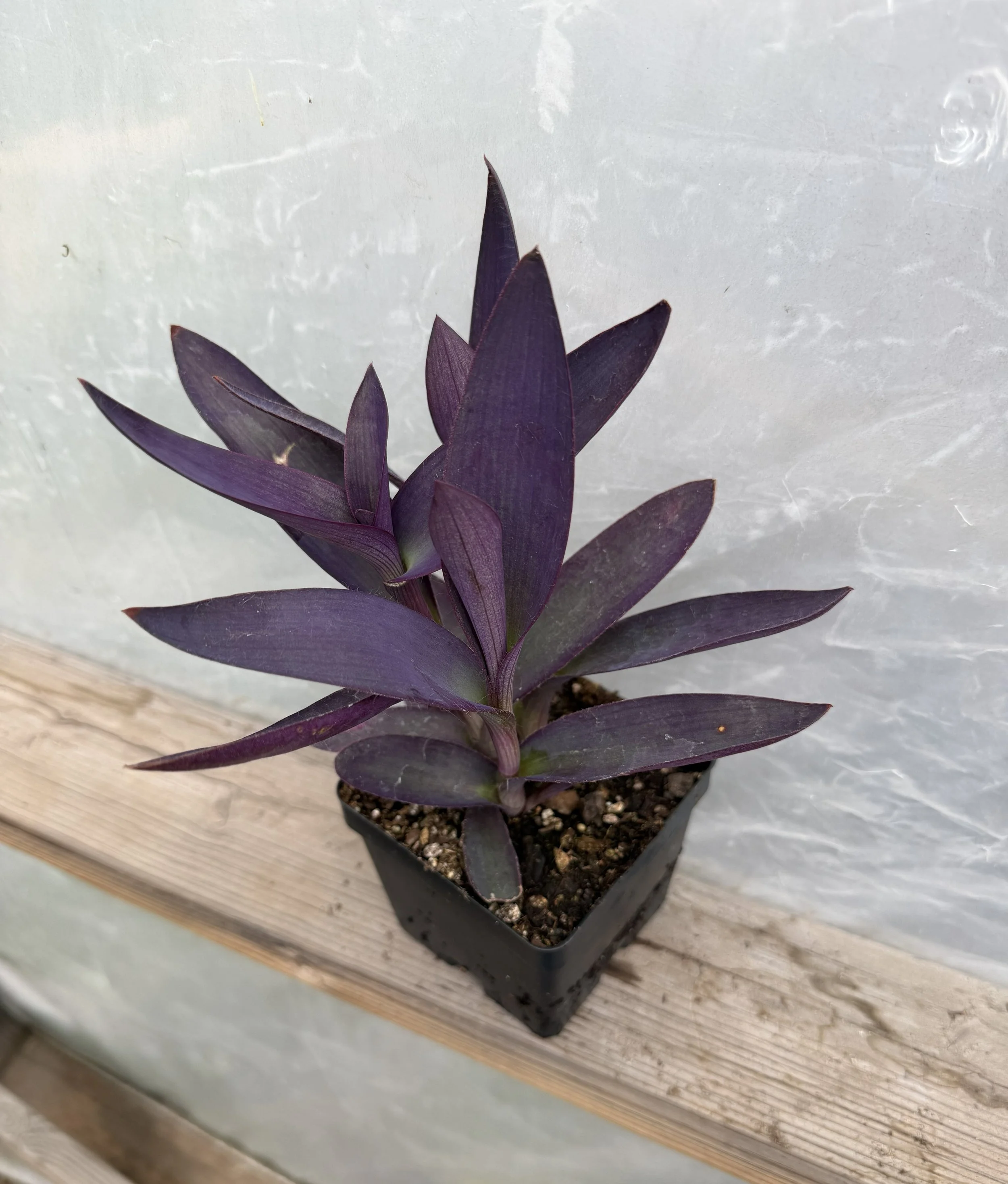Purple heart plant in a planter