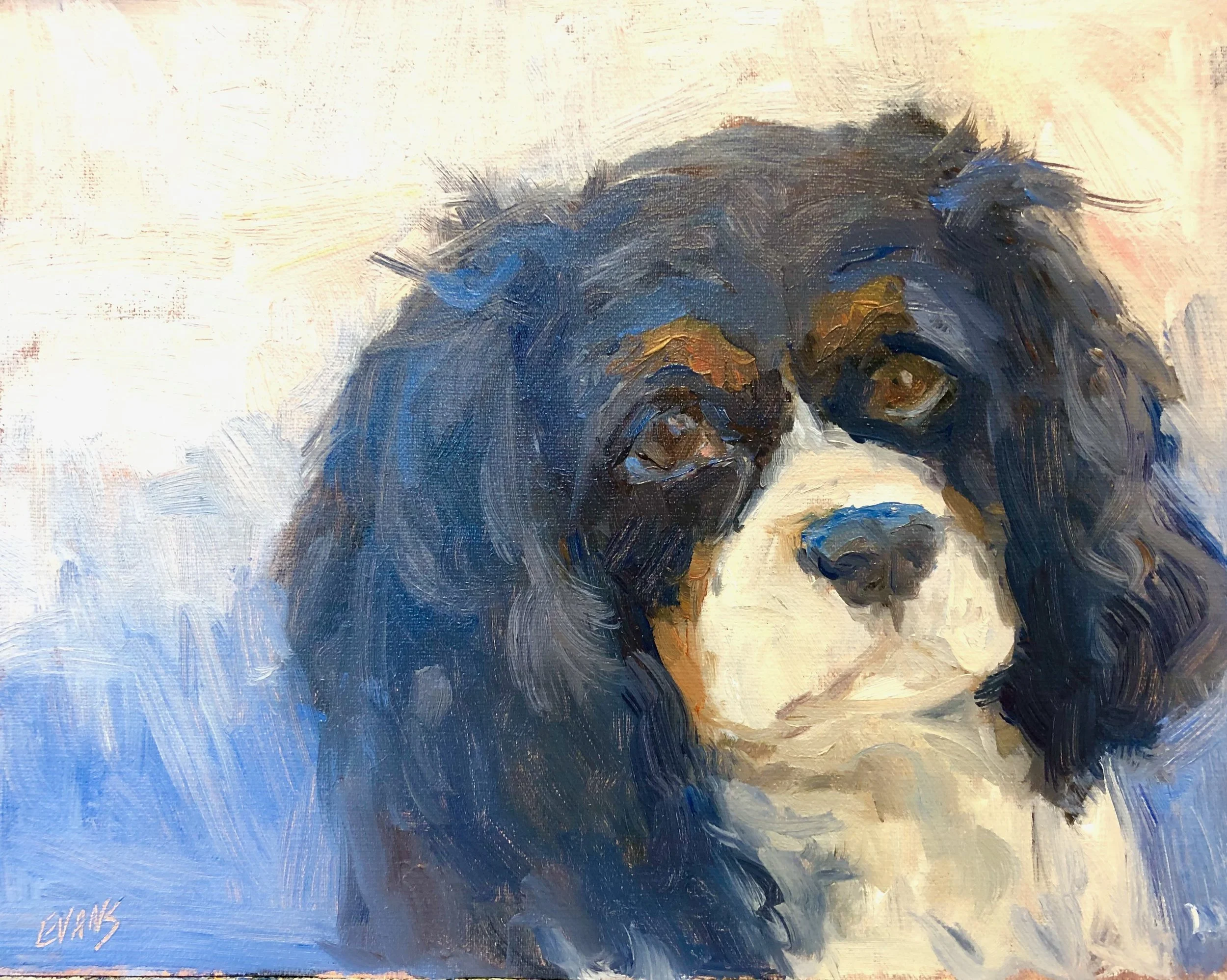 A painting of a Bernese Mountain Dog with black, white, and brown fur, looking directly at the viewer by artist Amy Evans.