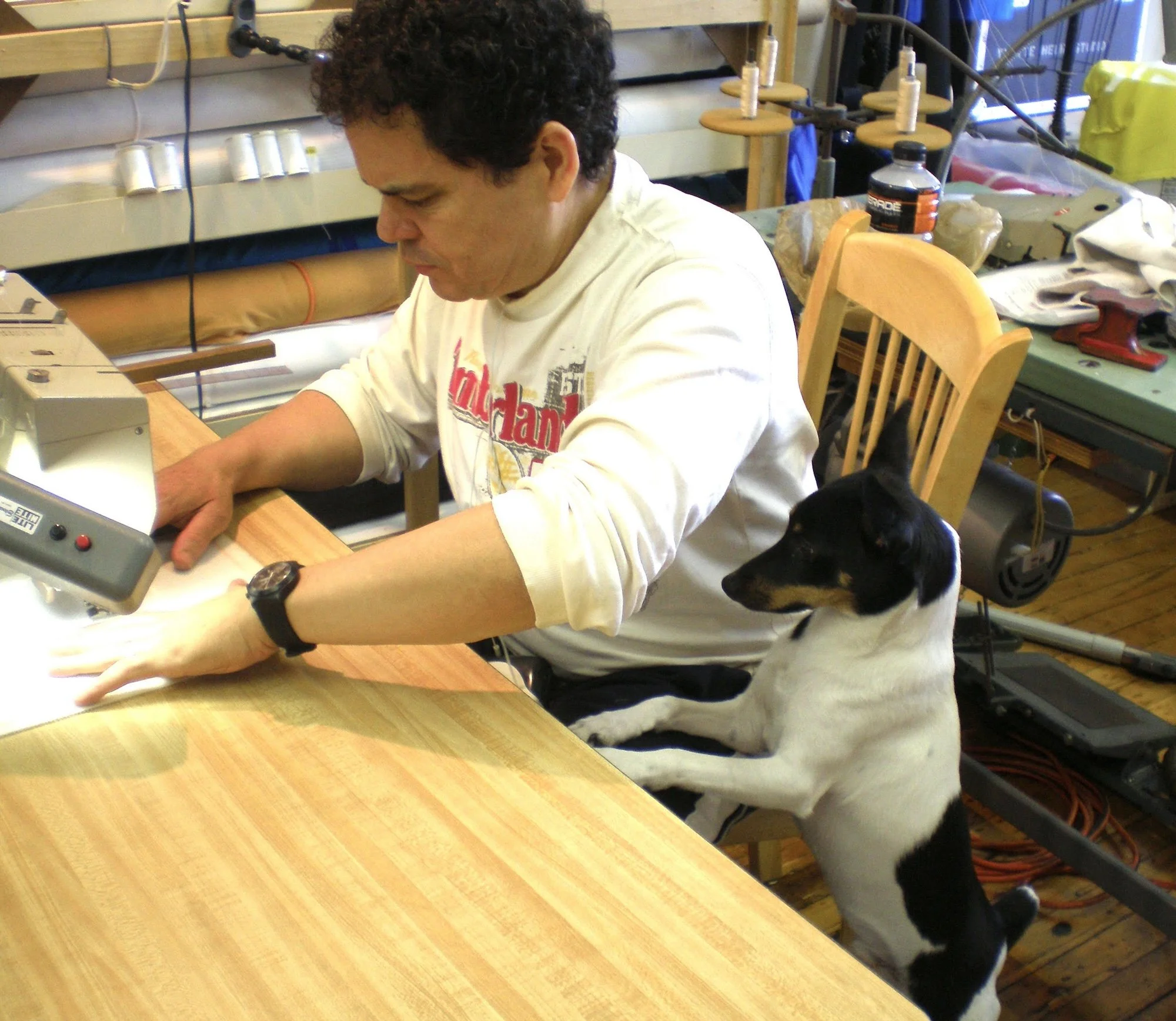 Rabbit the dog directing the work