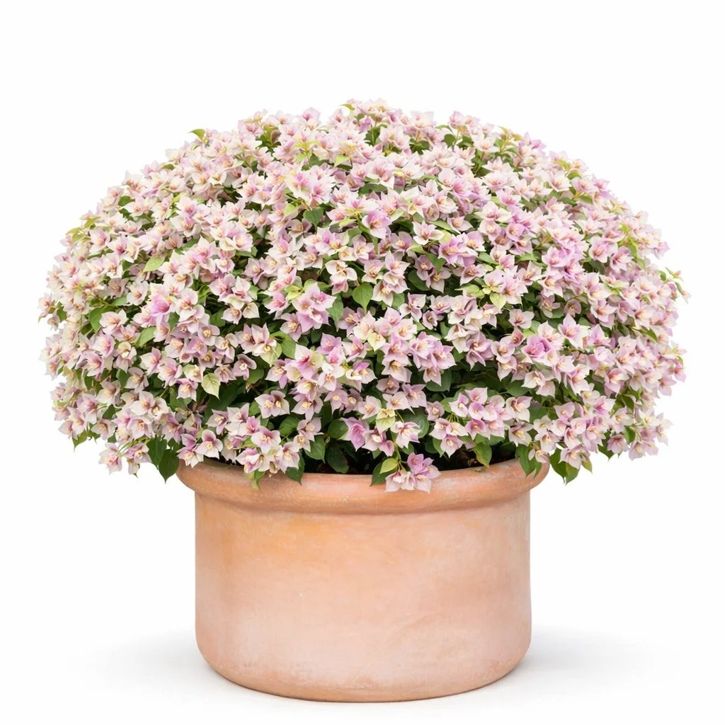 29FB99A0-7391-483F-8CAC-6CFA659683E4.png (Copy)