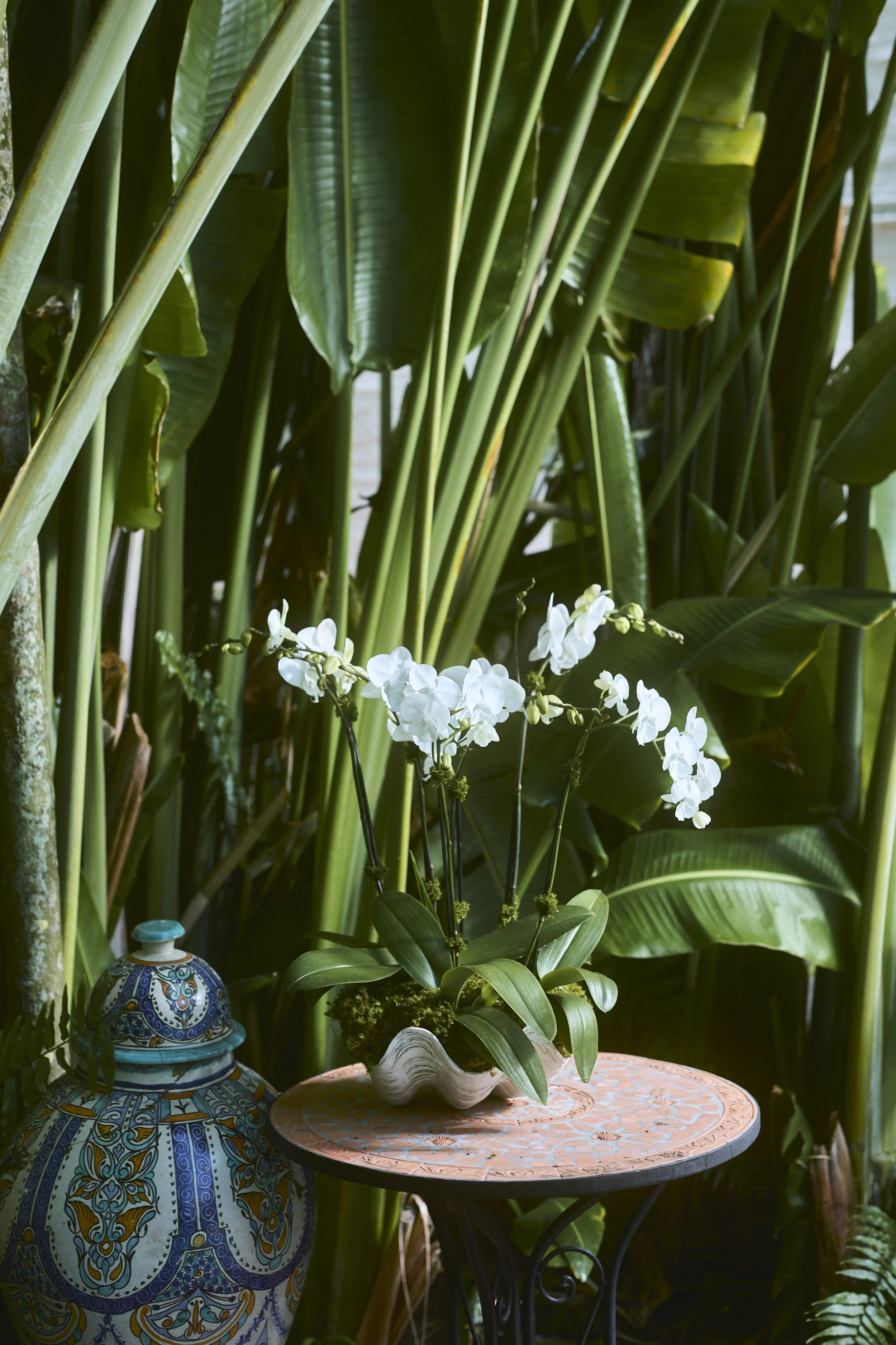 Orchid arrangement medium clamshell white.jpg