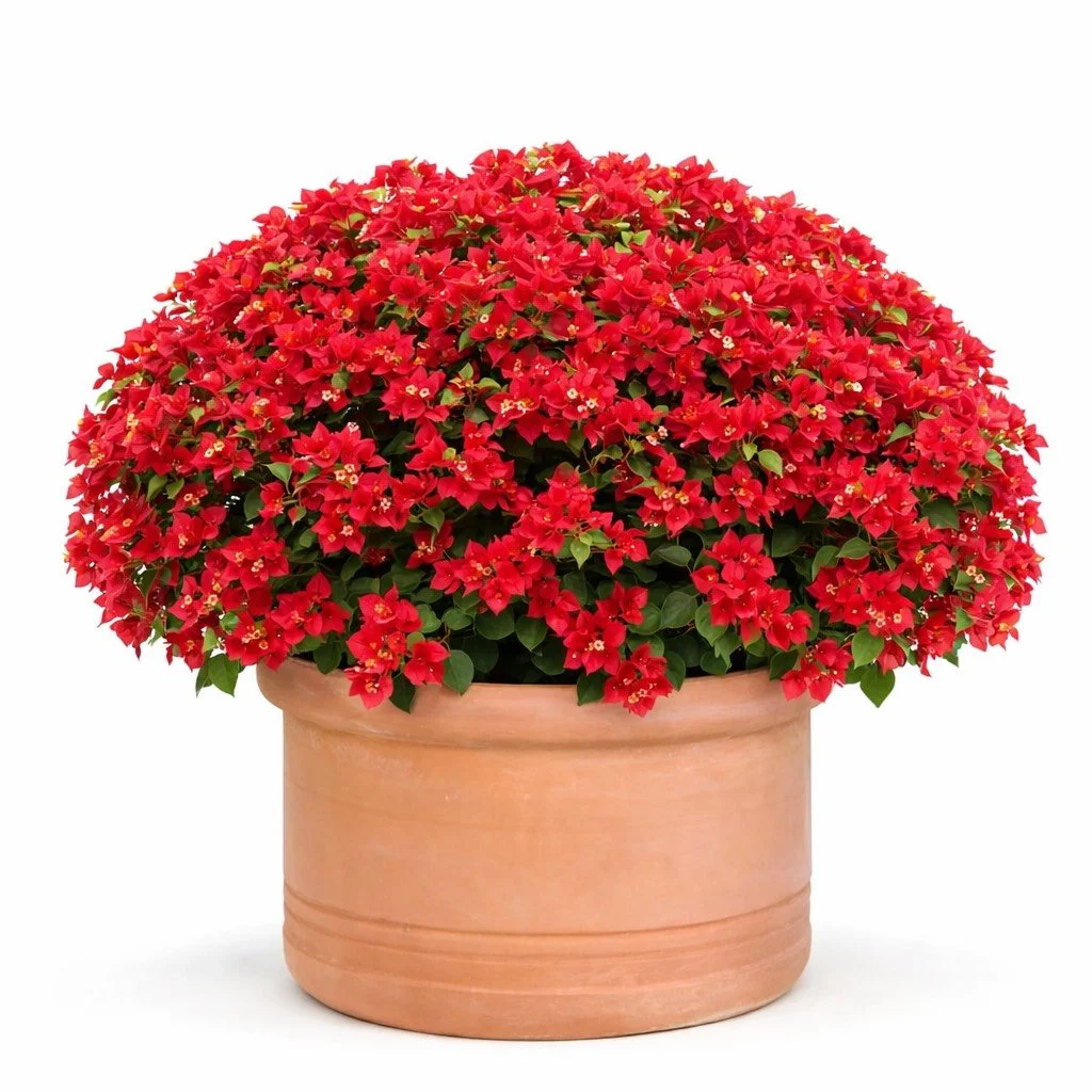 13D9A7EB-7755-4CDD-BFBC-207FF493309D.png (Copy)