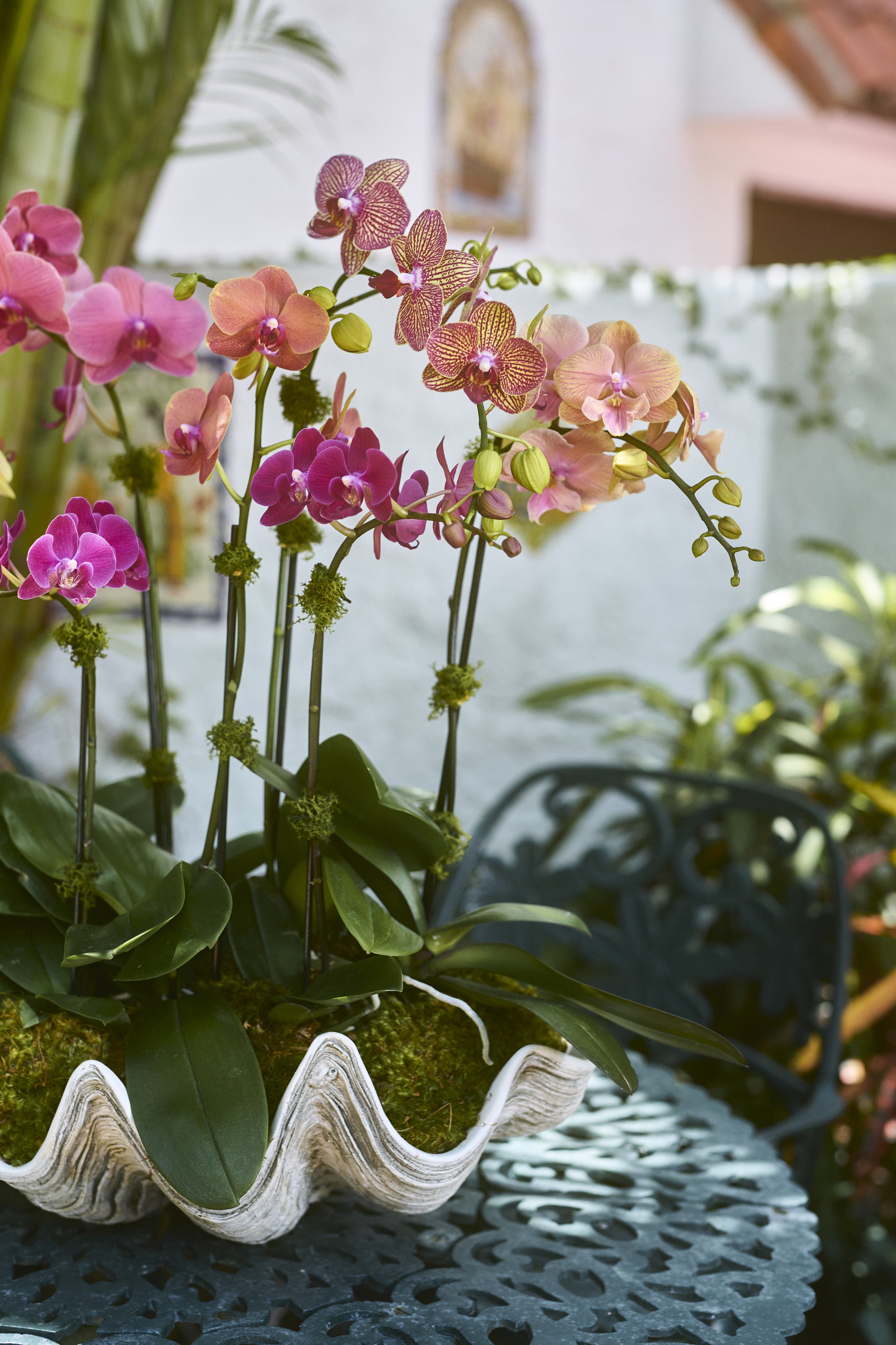 Orchid arrangement large sunset clamb shell 3.jpg