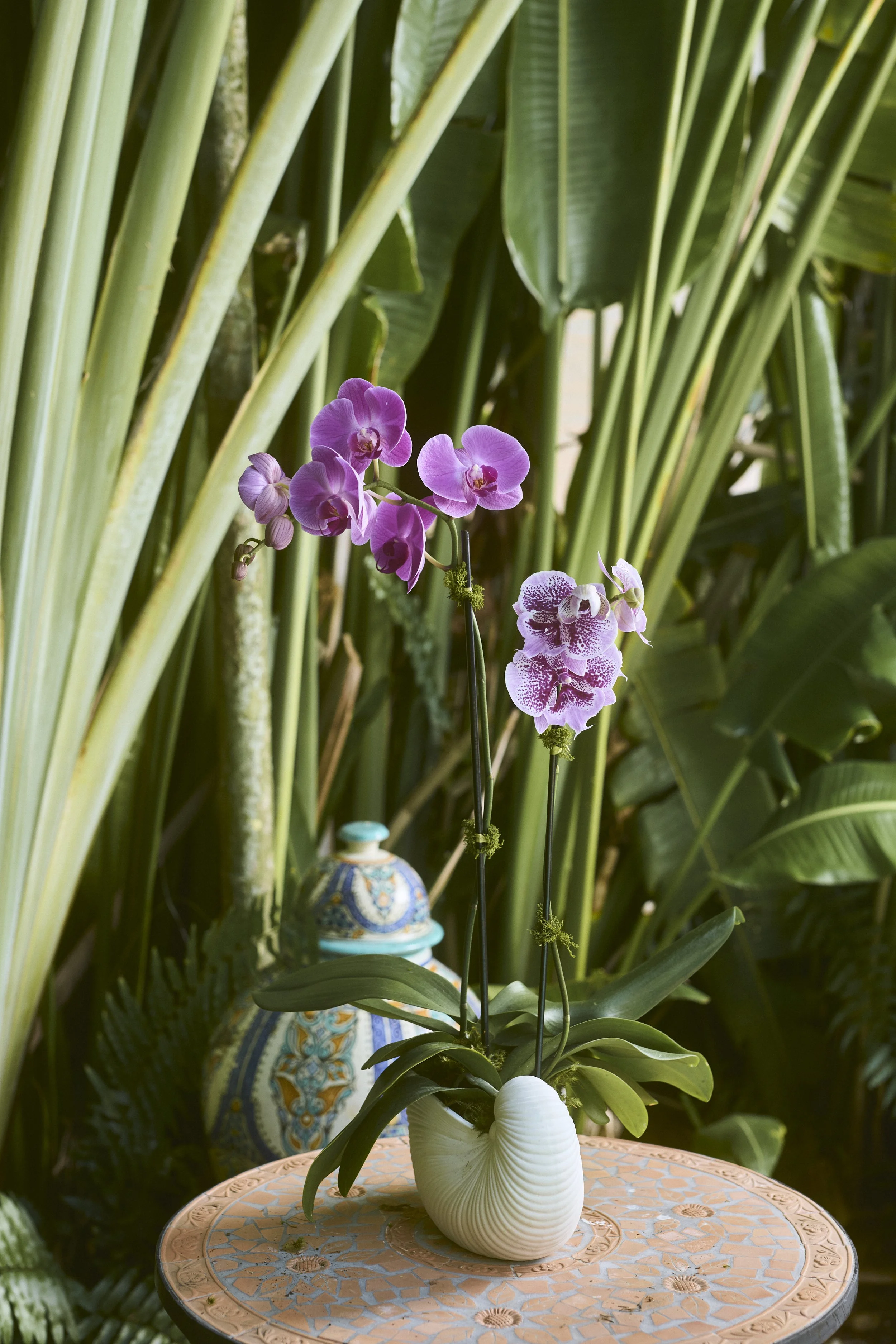 Orchid arrangement nautilus shell.jpg
