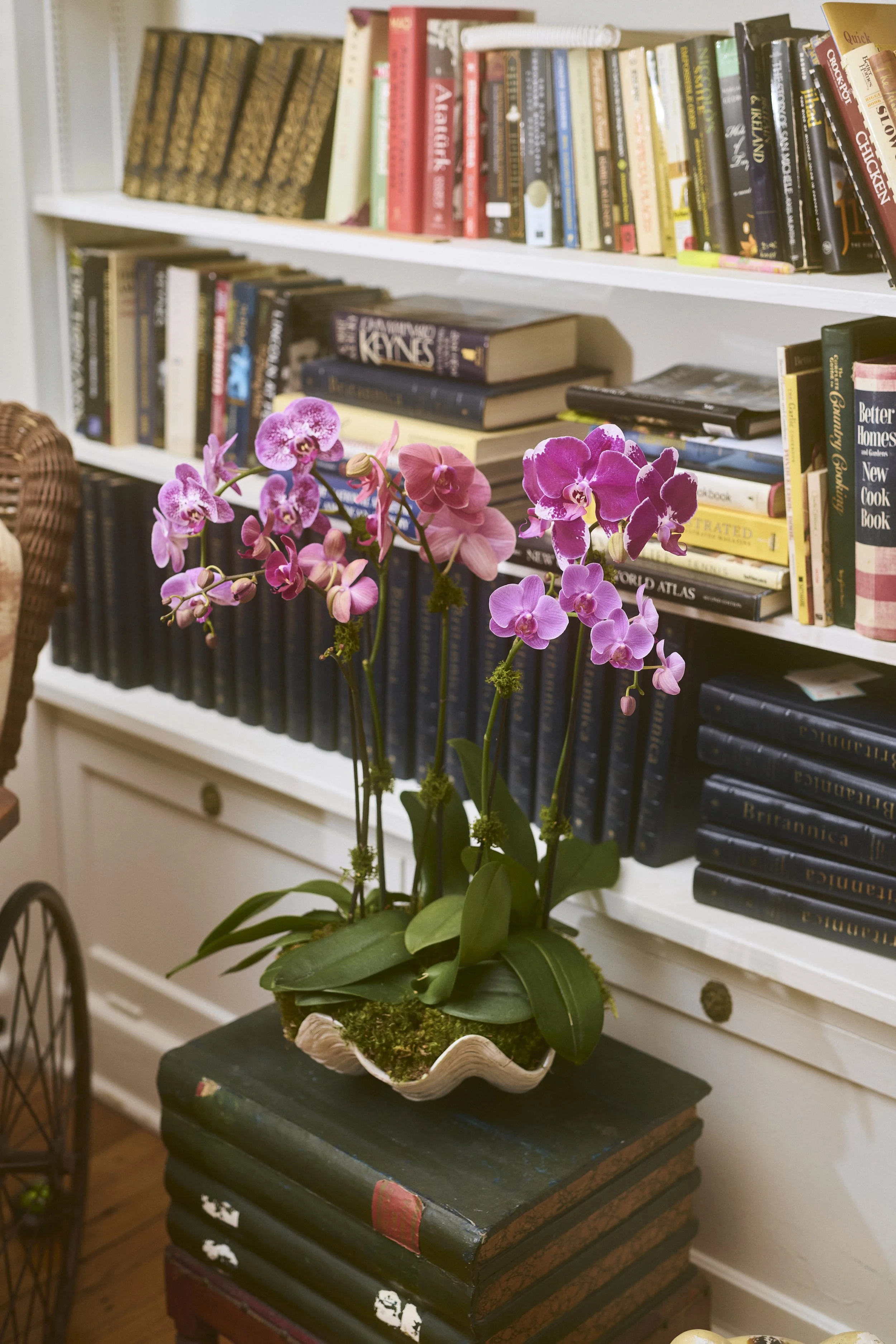 Purple Orchid Medium Clam Shell Bookshelf.jpg