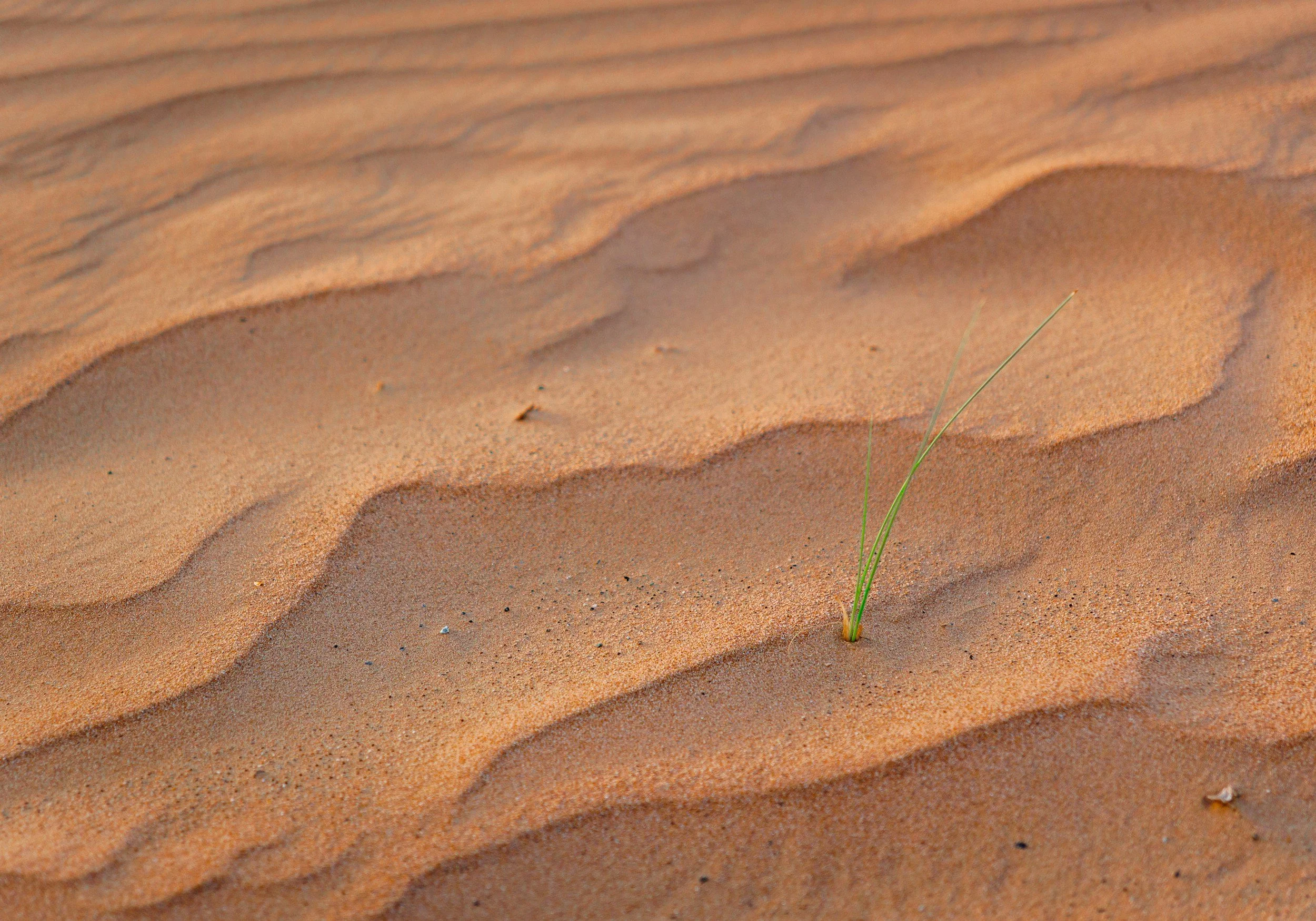 Close-up of sand dunes with fine, reddish-orange sand and a small tuft of green grass growing in the sand.
