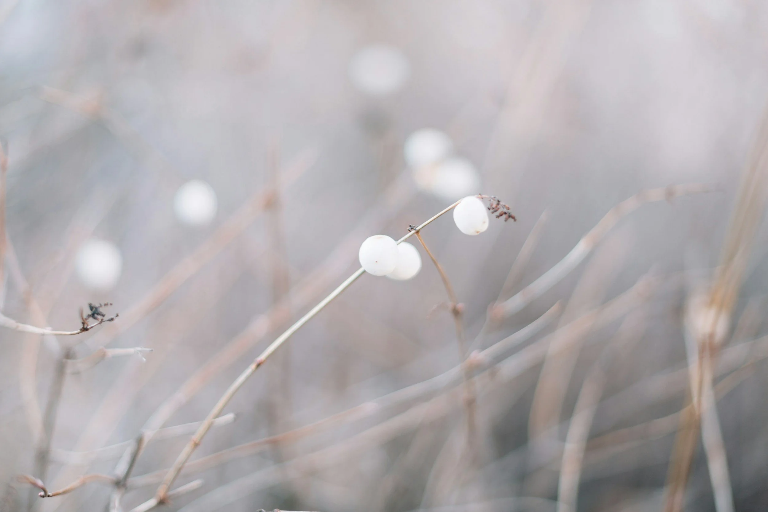 Close-up of a thin branch with small white berries and some dried leaves against a blurred, neutral-toned background.