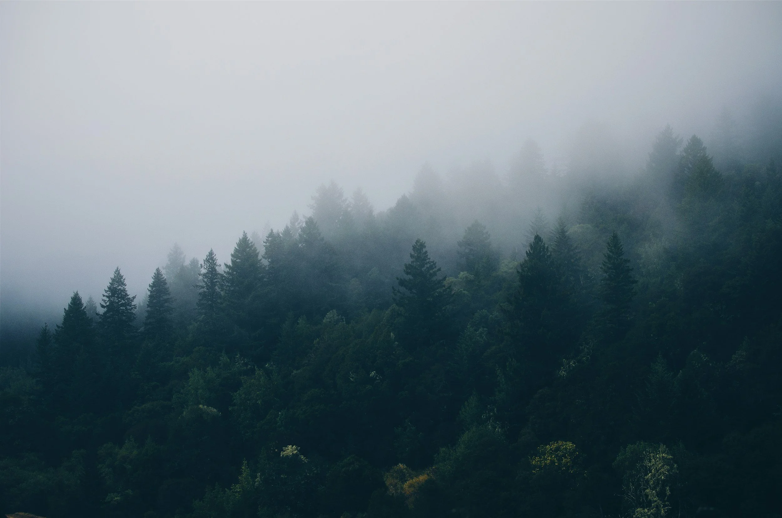 A foggy forest with tall pine trees and dense green foliage