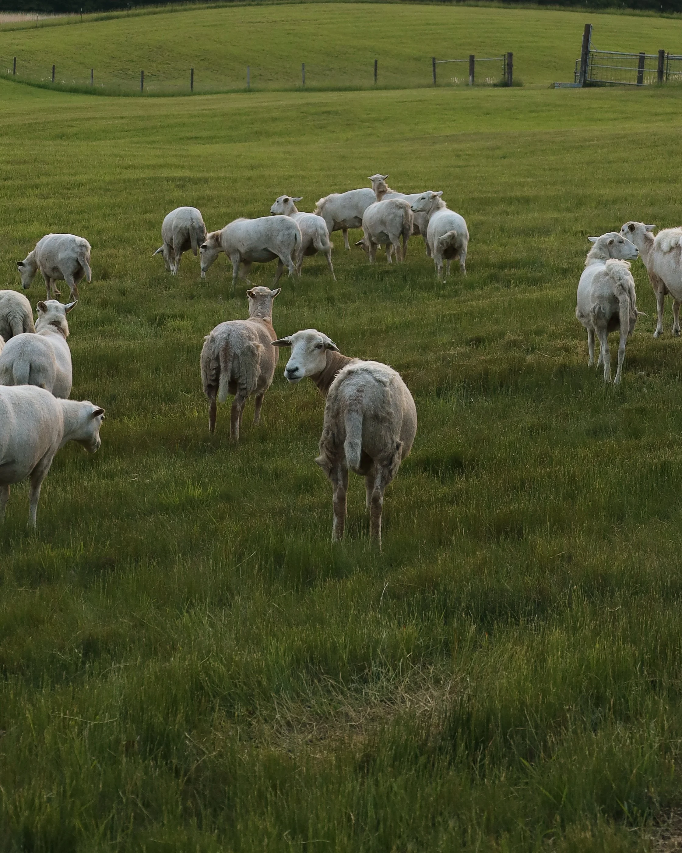 A herd of white cows grazing on a green field with a fence and rolling hills in the background.