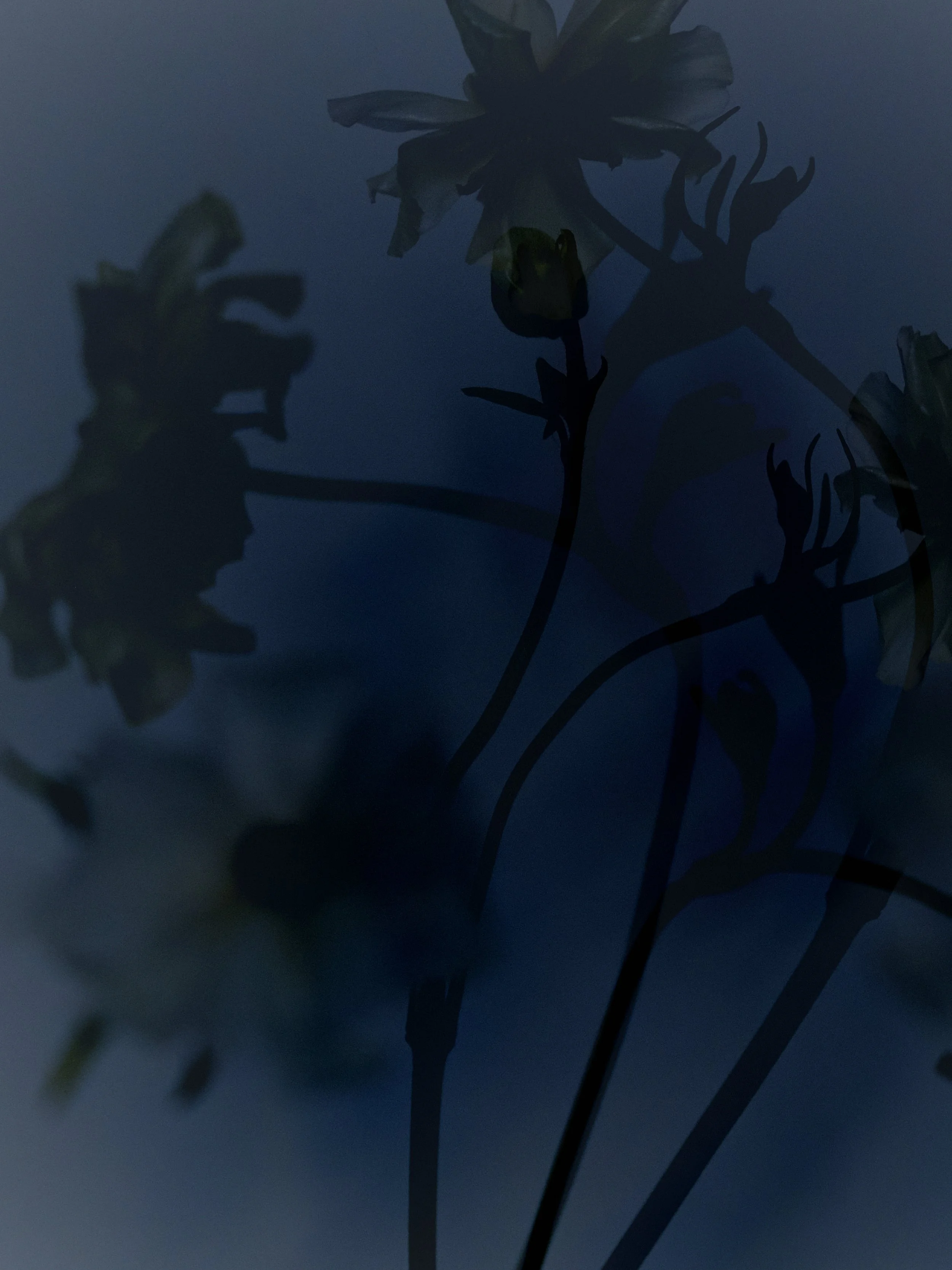 Silhouettes of flowers against a dark, blue-toned background, creating a moody, artistic atmosphere.