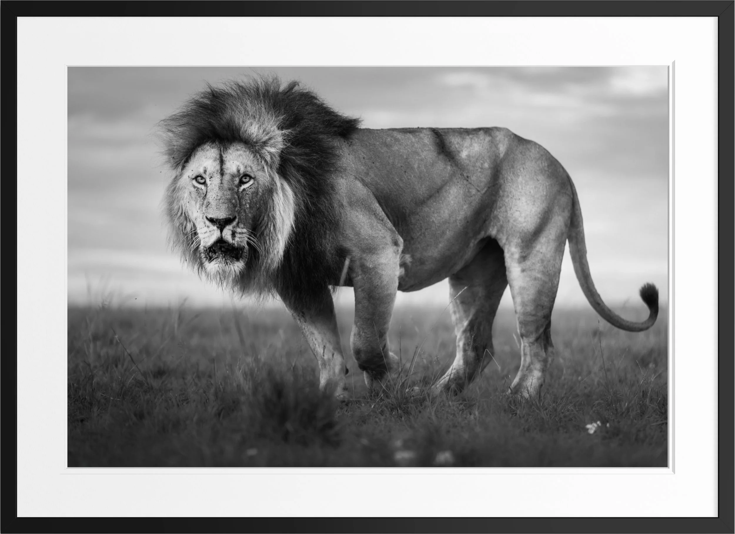 Unbroken — black and white lion fine art print, framed, by Vasilis Moustakas