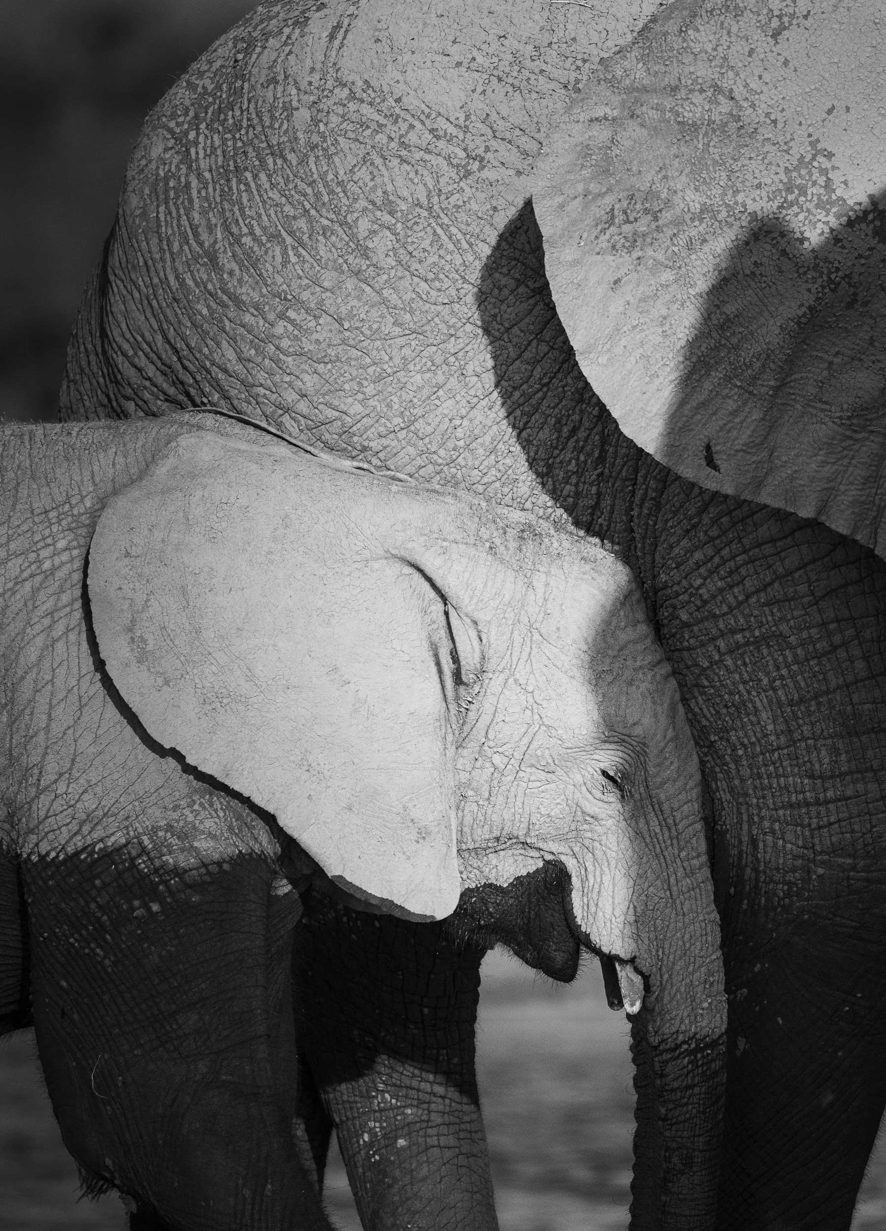 Love's Shadow — black and white fine art wildlife photograph of an elephant calf sheltered within its mother's shadow, Chobe River, Botswana, by Vasilis Moustakas