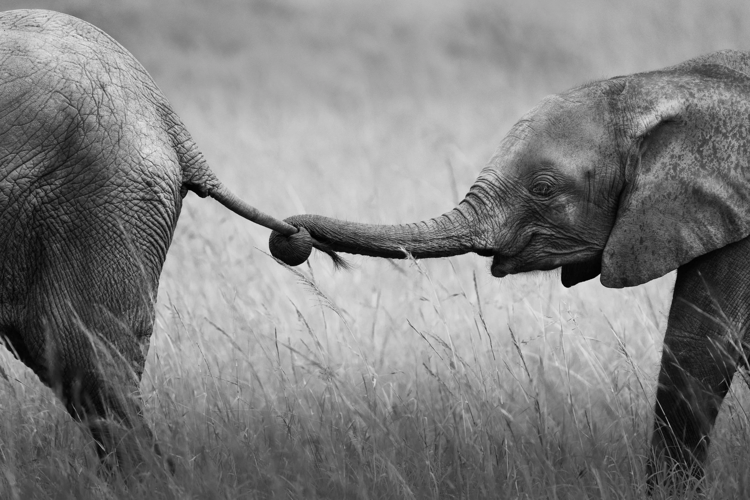 The Wildness That Remains: African Wildlife Photography as Proof, Not Elegy