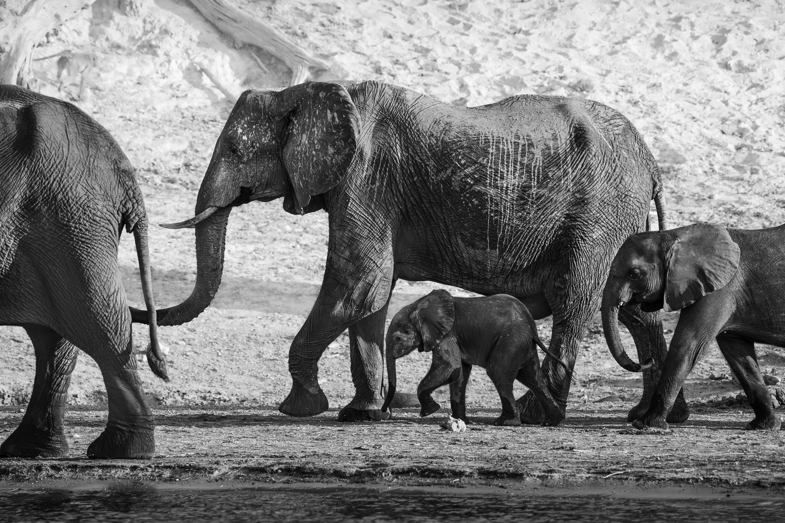 Echoes of Chobe: Photographing the Elephants of the River
