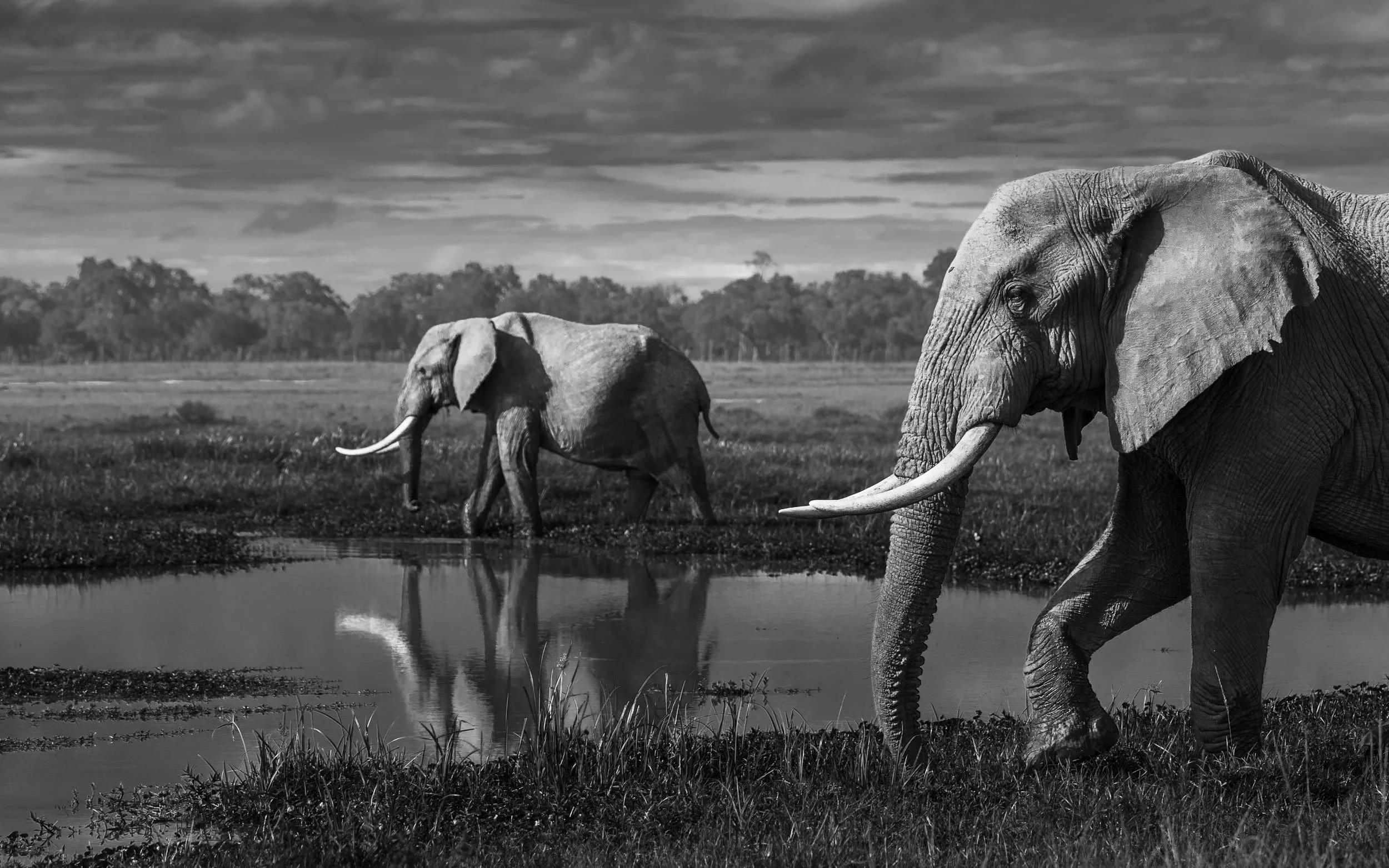 Art That Gives Back: How Buying Wildlife Photography Protects Endangered Species